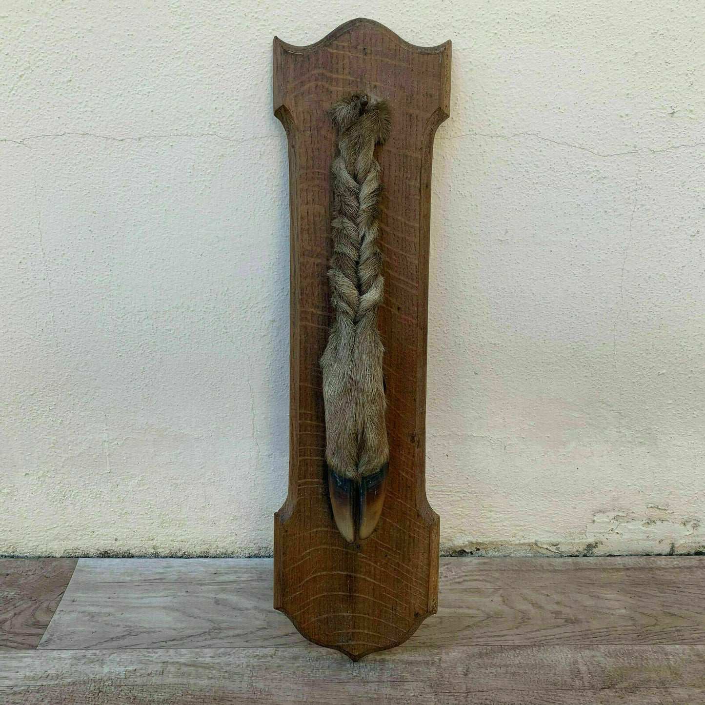 FRENCH REAL ROE Foot of honor TAXIDERMY WALL MOUNT 09041915 - Fleamarketfrance