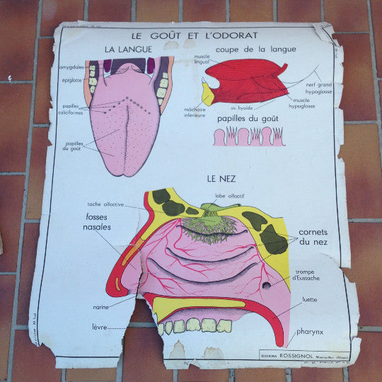 French School Anatomy Poster Vintage Rossignol Double-Sided 1950s-60s 14 Fleamarketfrance