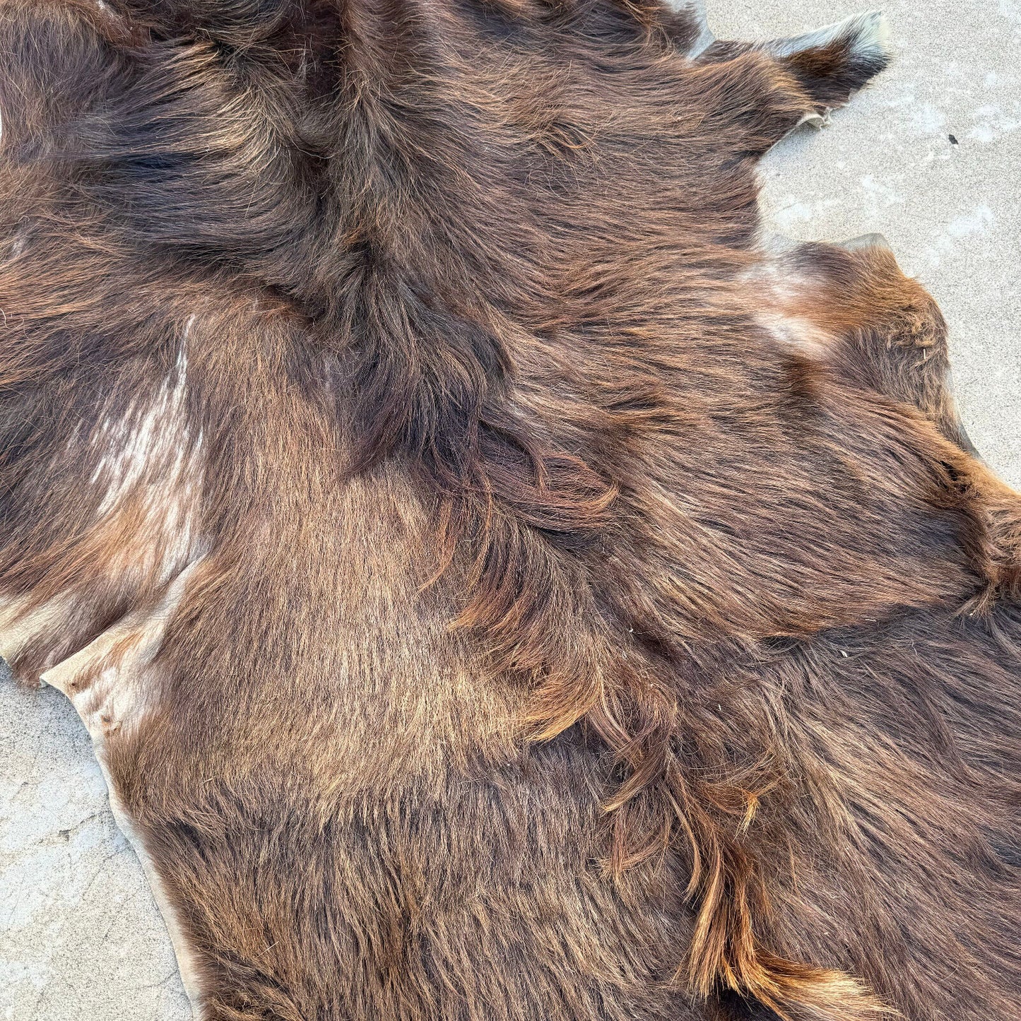 French Taxidermy animal Fur pelts Skin leather 02082410 - Fleamarketfrance