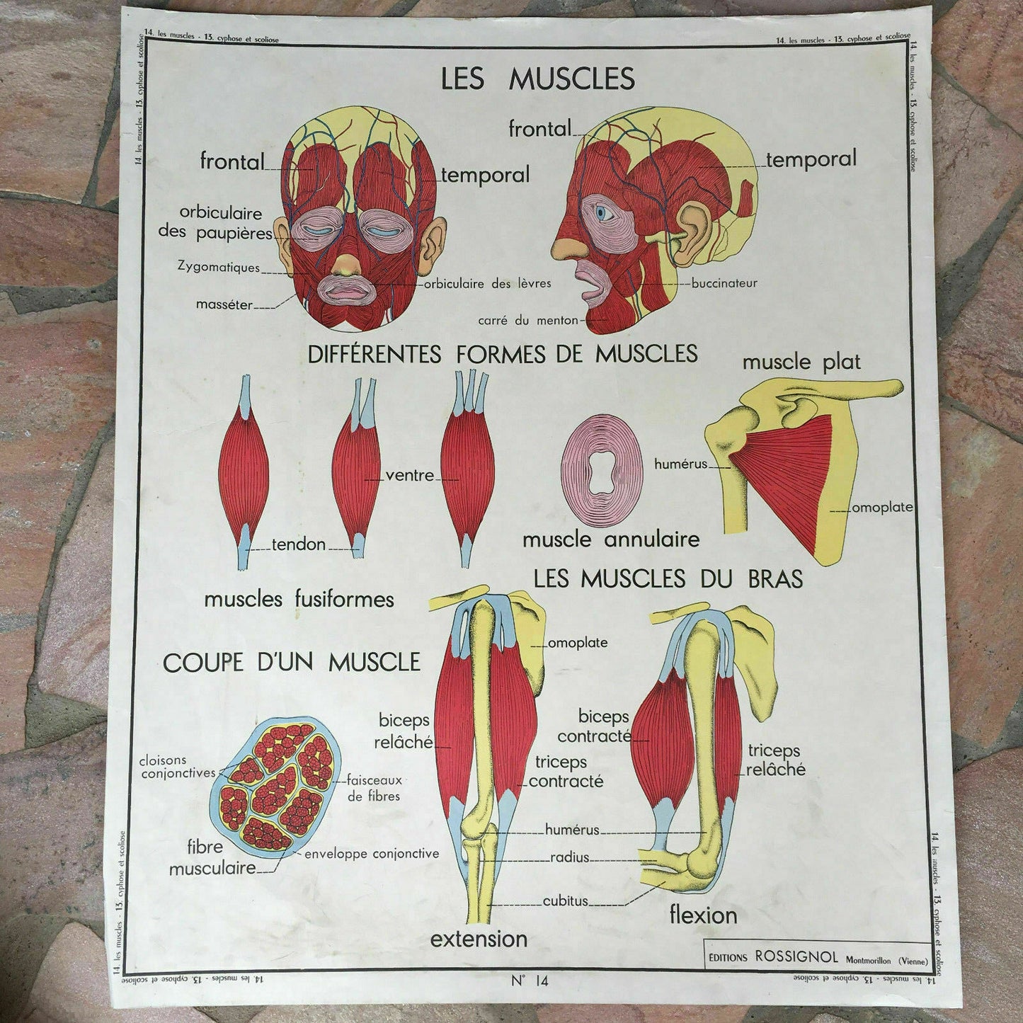 Vintage French School Poster Anatomy Muscles Double-Sided MDI 1960s 03021810 Fleamarketfrance