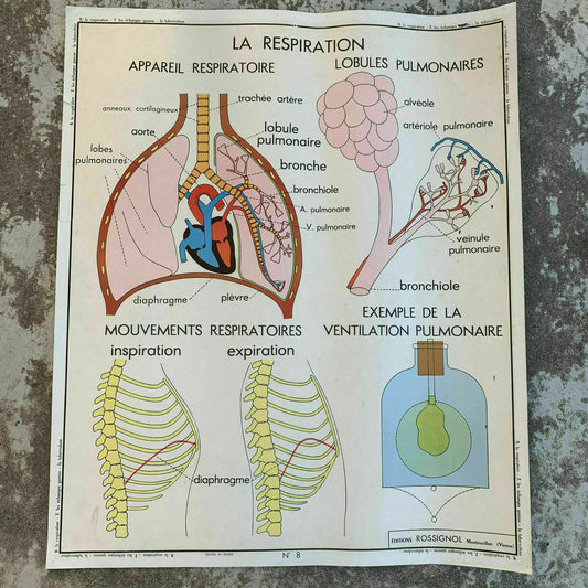 French Medical Poster Vintage Anatomy Respiration Chart School 19071910 Fleamarketfrance
