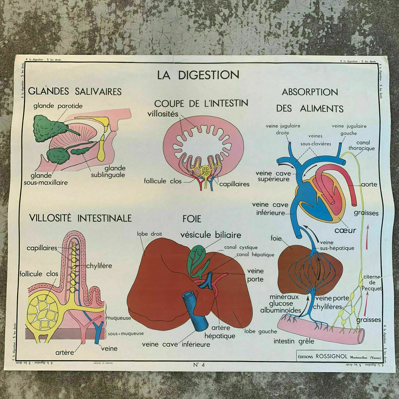 Vintage French School Poster Anatomy Teeth Digestion Rossignol 1907198 Fleamarketfrance