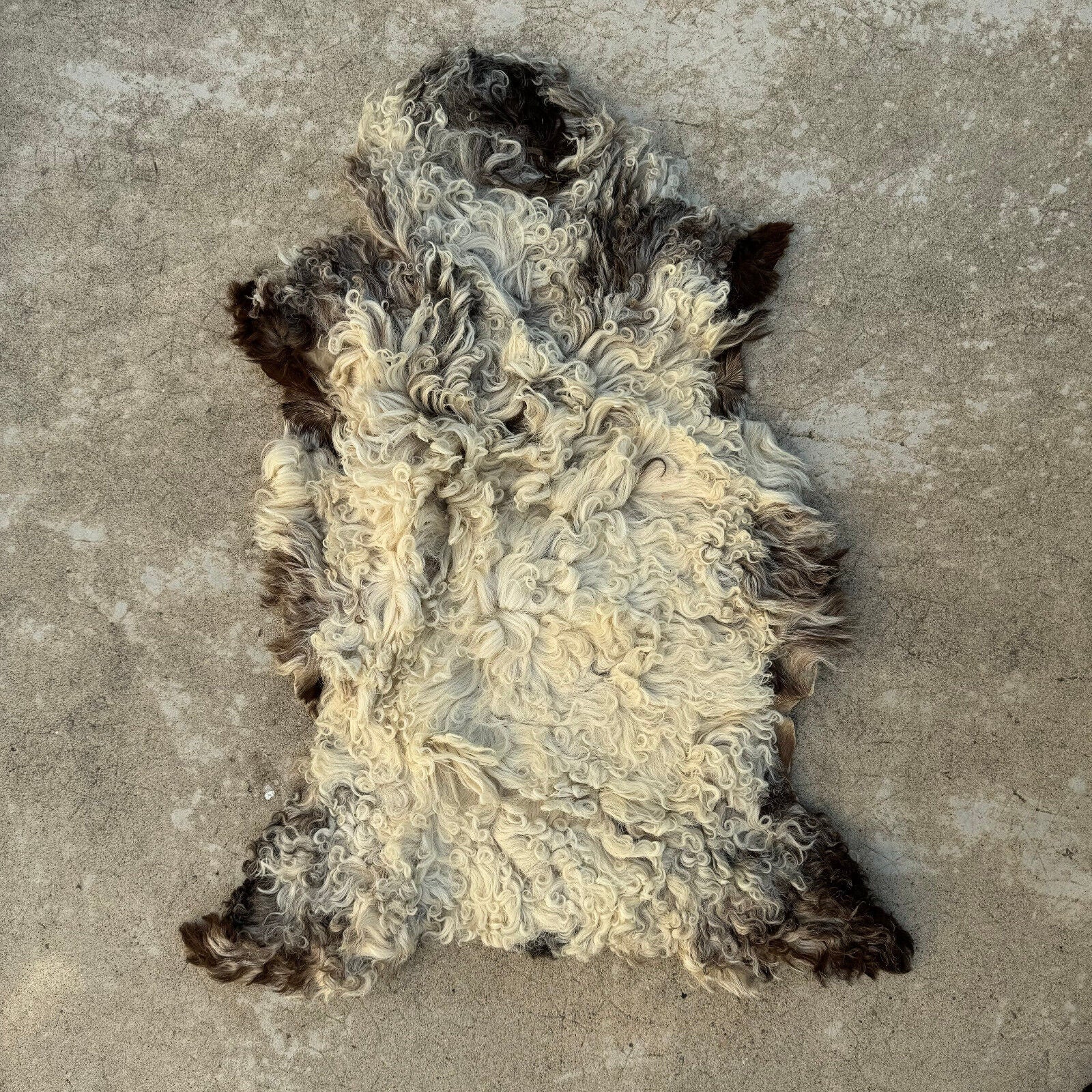 French Taxidermy animal Fur pelts Skin leather 02082411 - Fleamarketfrance