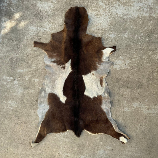 French Taxidermy animal Fur pelts Skin leather 0208248 - Fleamarketfrance