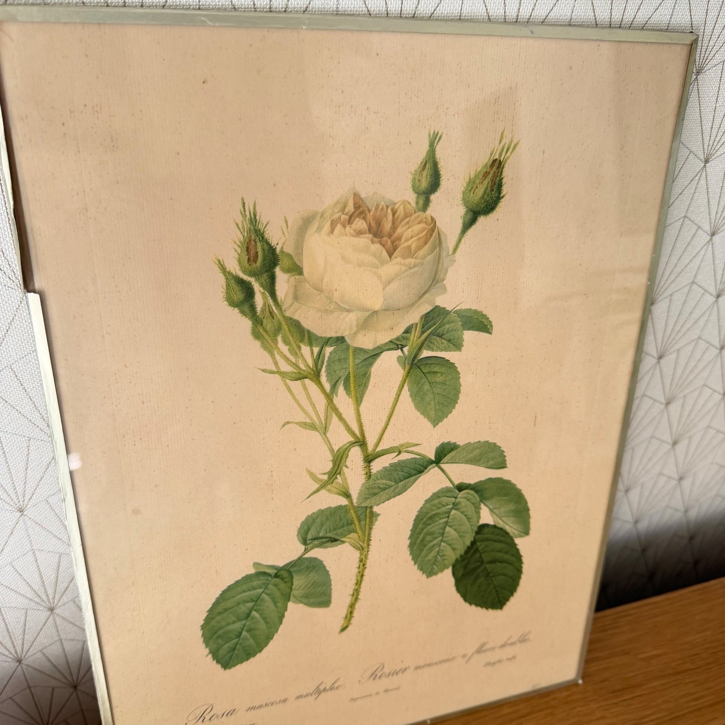 French Botanical Print Rosa Muscosa Rose Redoute Framed Lithograph 1012254 no brand