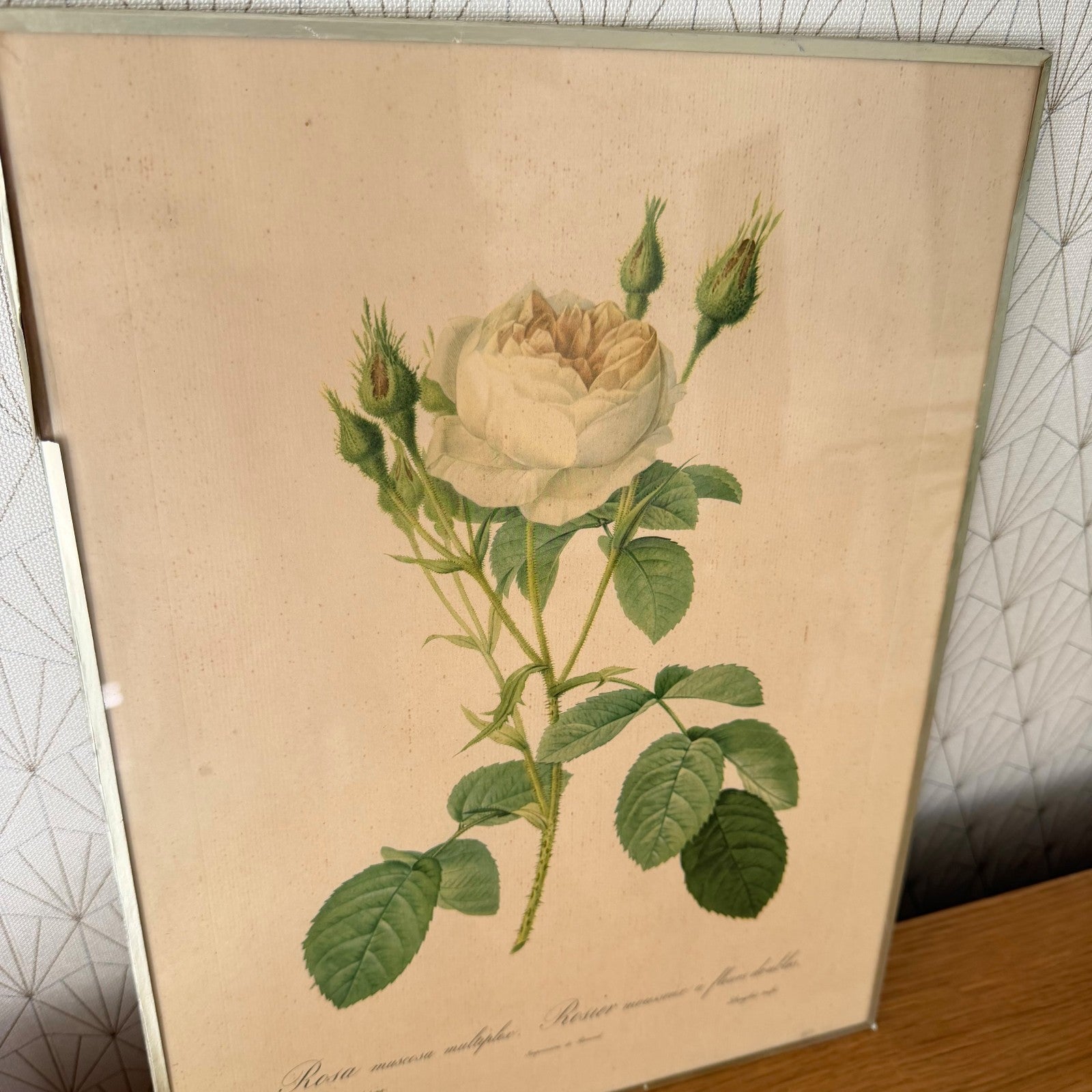 French Botanical Print Rosa Muscosa Rose Redoute Framed Lithograph 1012254 no brand