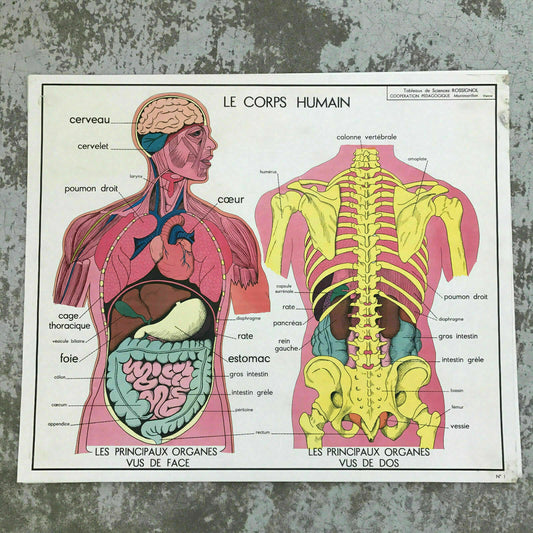 ROSSIGNOL MDI French School Poster Lesson anatomy Two Sides 1960's BODY 1812193 - Fleamarketfrance