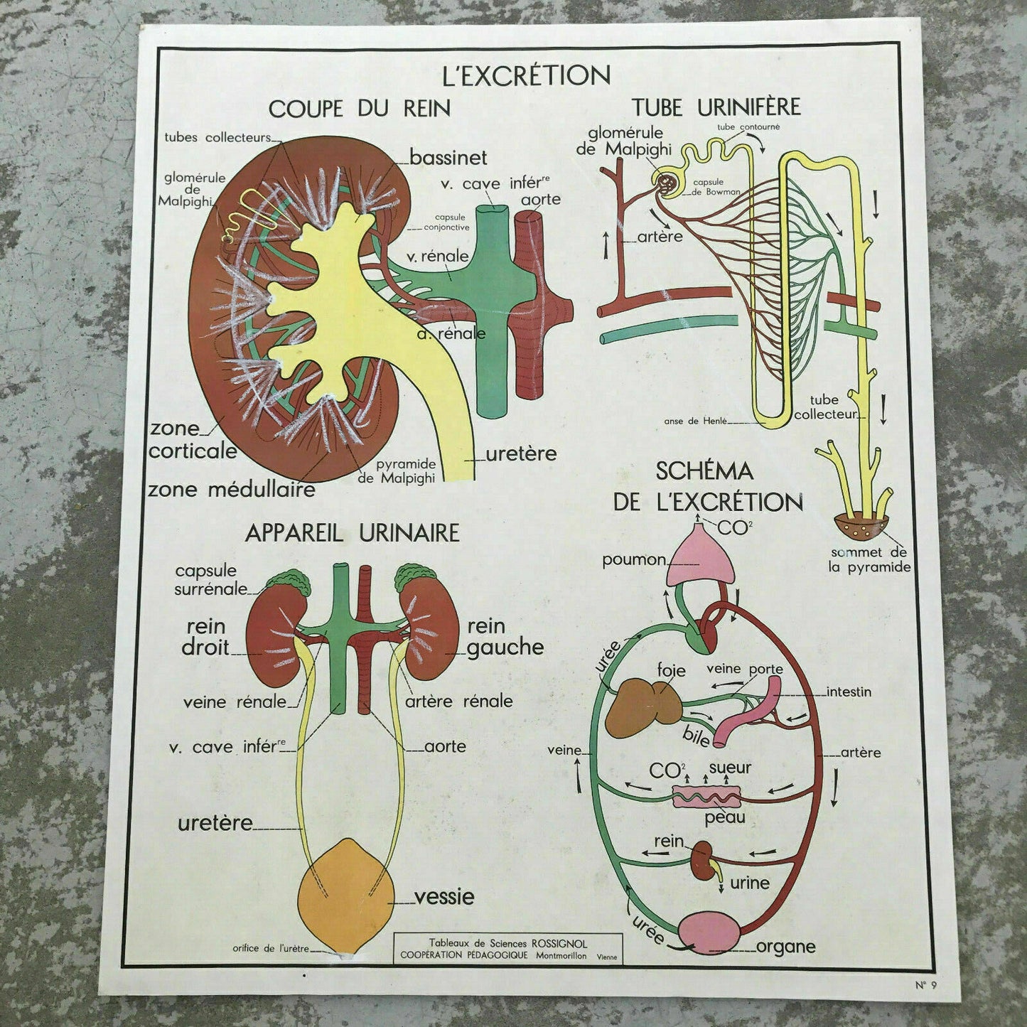 ROSSIGNOL MDI French School Lesson anatomy Two Sides 1960's SKELETON 1812197 - Fleamarketfrance