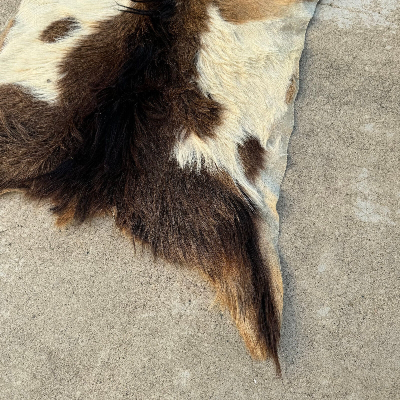 French Taxidermy animal Fur pelts Skin leather 0208249 - Fleamarketfrance