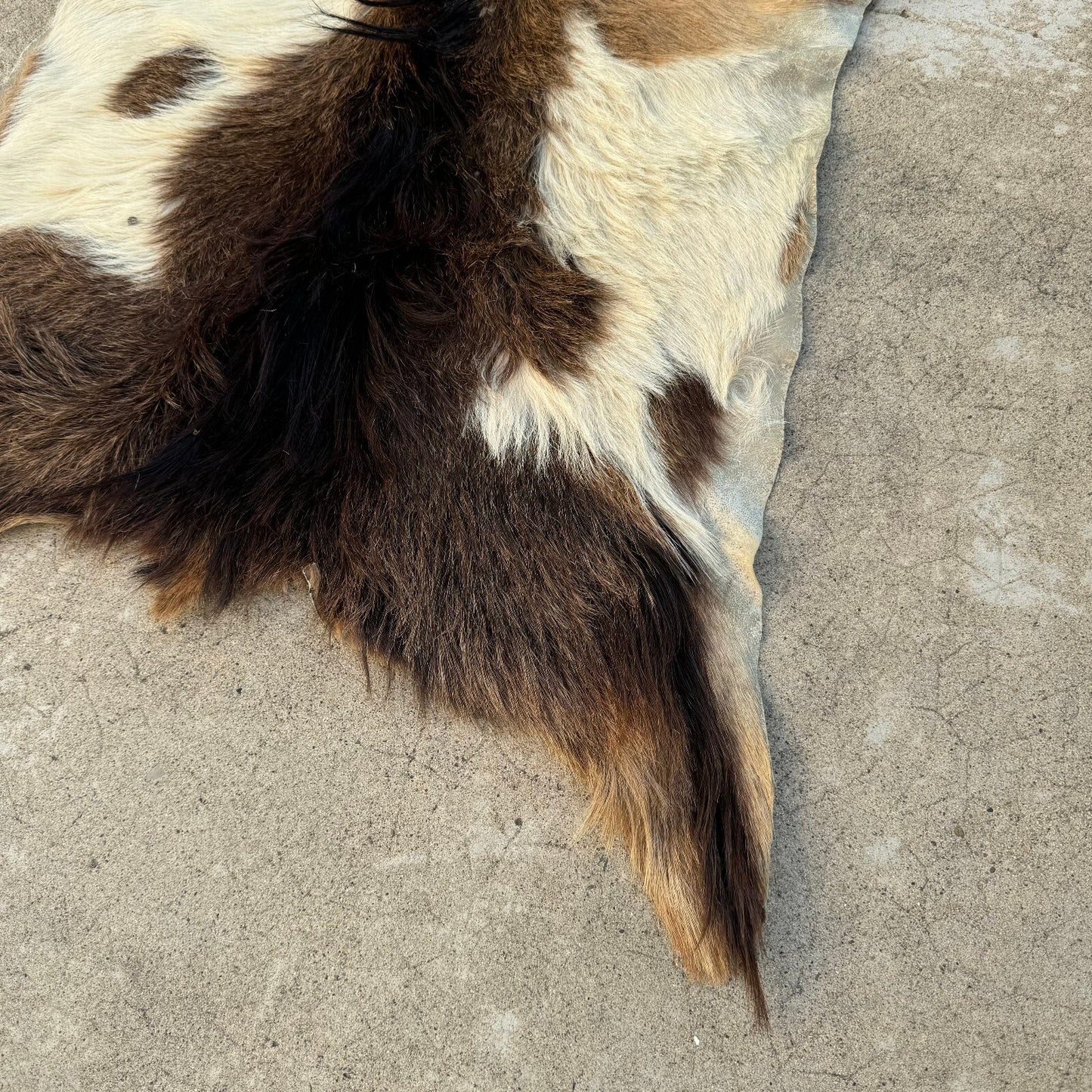 Vintage French Goat Hide Rug Natural Fur Pelt Taxidermy Decor 0208249 Fleamarketfrance