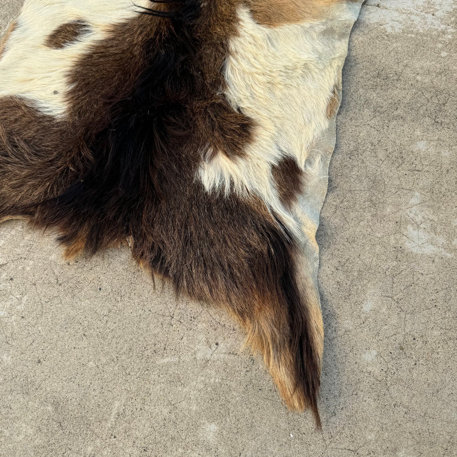 Vintage French Goat Hide Rug Natural Fur Pelt Taxidermy Decor 0208249 Fleamarketfrance