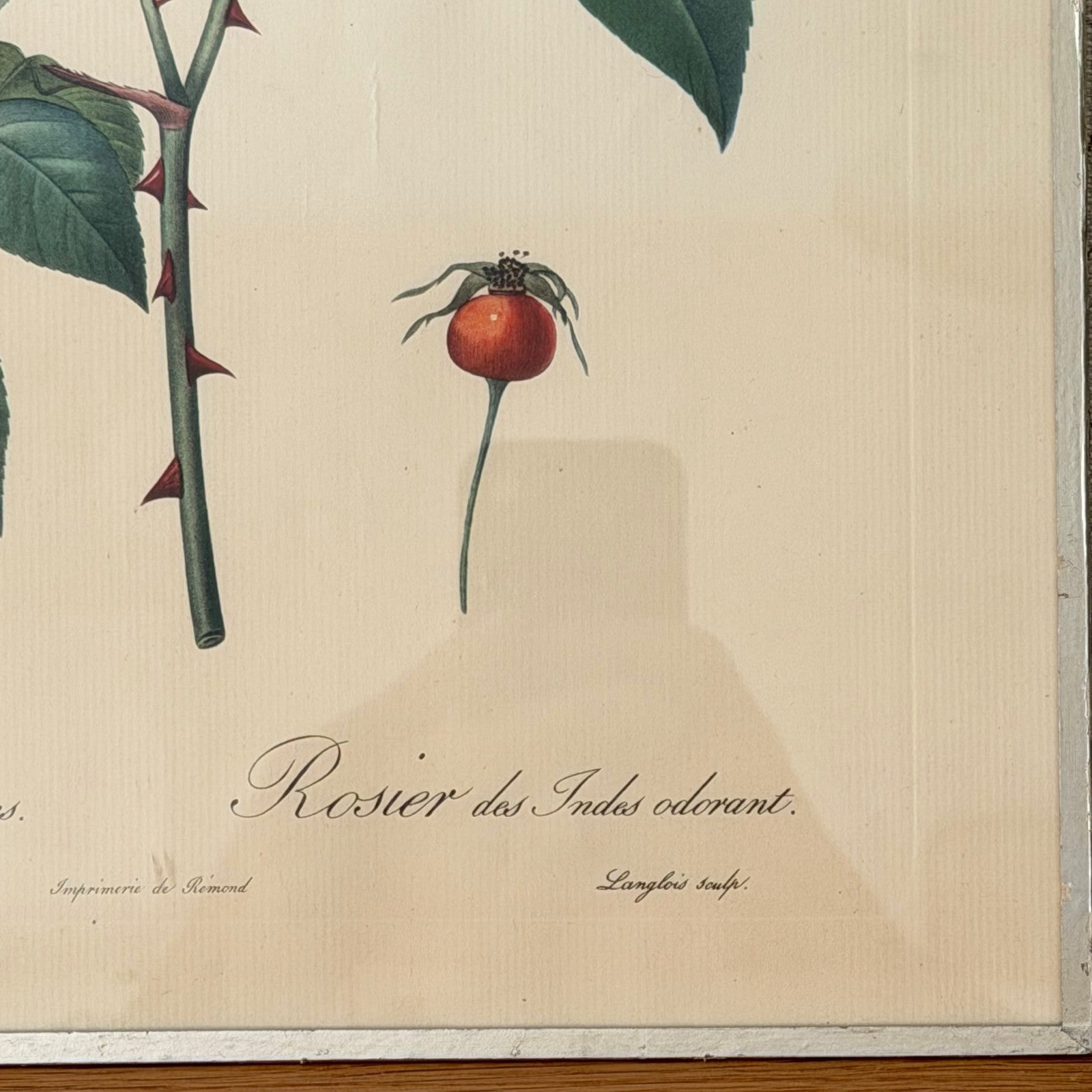 French Botanical Print Rosa Indica Fragrans Redoute Rose Vintage 1012252 no brand