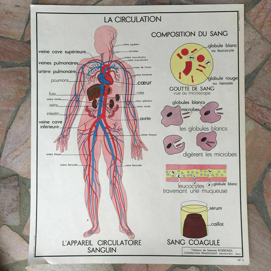 Vintage French School Poster Anatomy Circulation Heart Rossignol 03021814 Fleamarketfrance