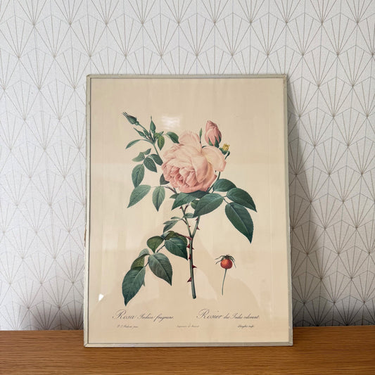 French Botanical Print Rosa Indica Fragrans Redoute Rose Vintage 1012252 no brand