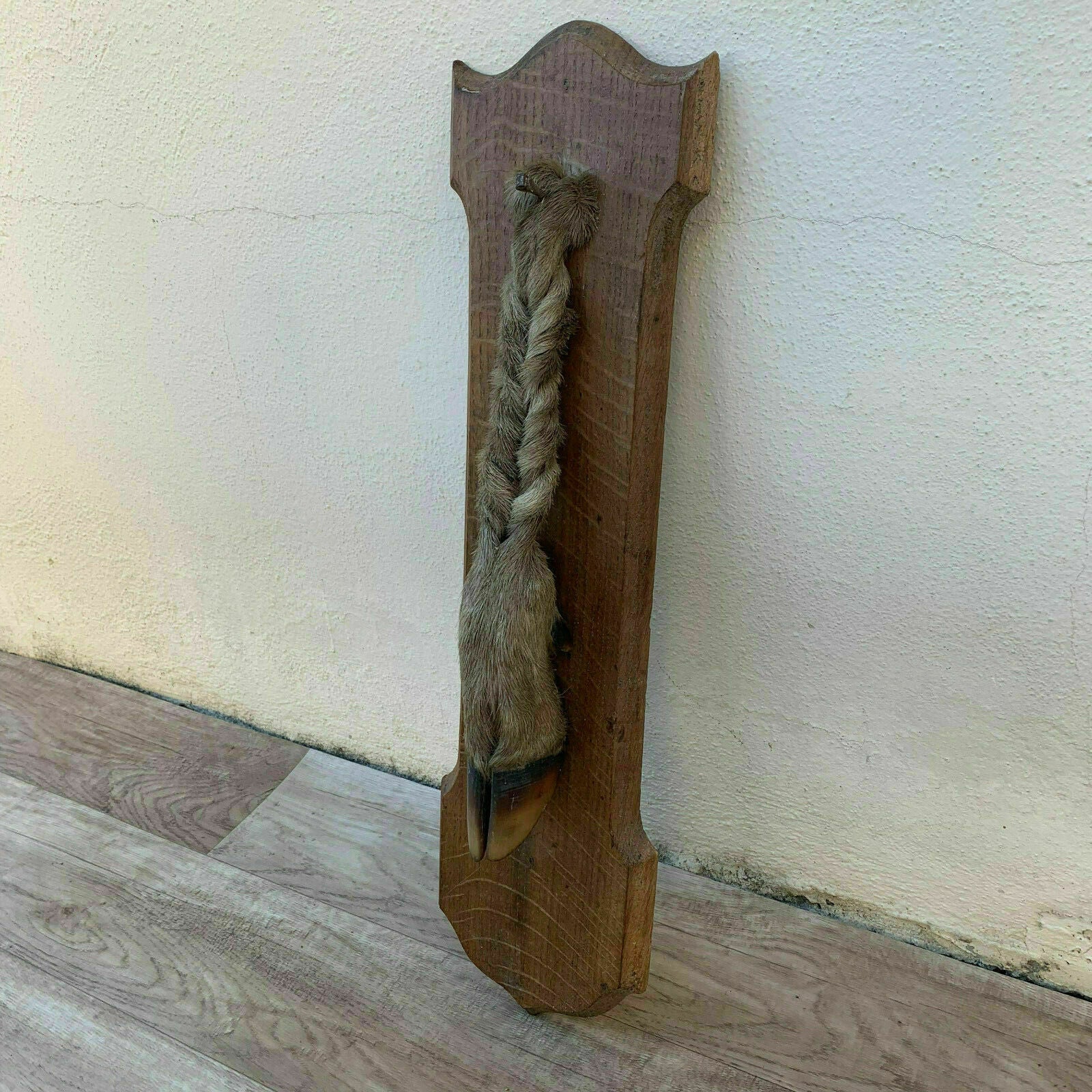 French Taxidermy Trophy Roe Deer Foot Wall Mount Vintage Hunting 09041915 Fleamarketfrance