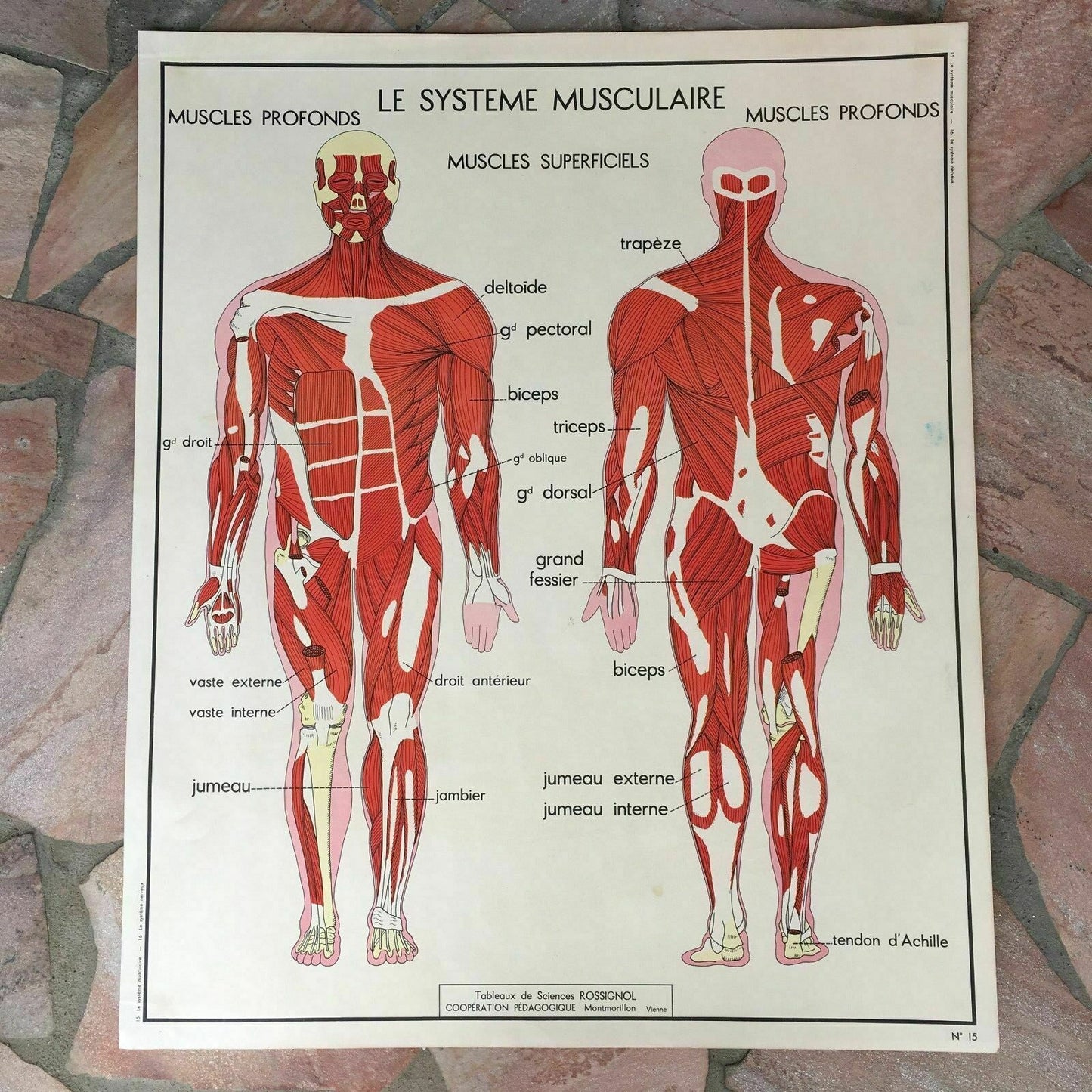 ROSSIGNOL MDI Vintage French School Poster biology Two Sides 1960's 19 muscles - Fleamarketfrance