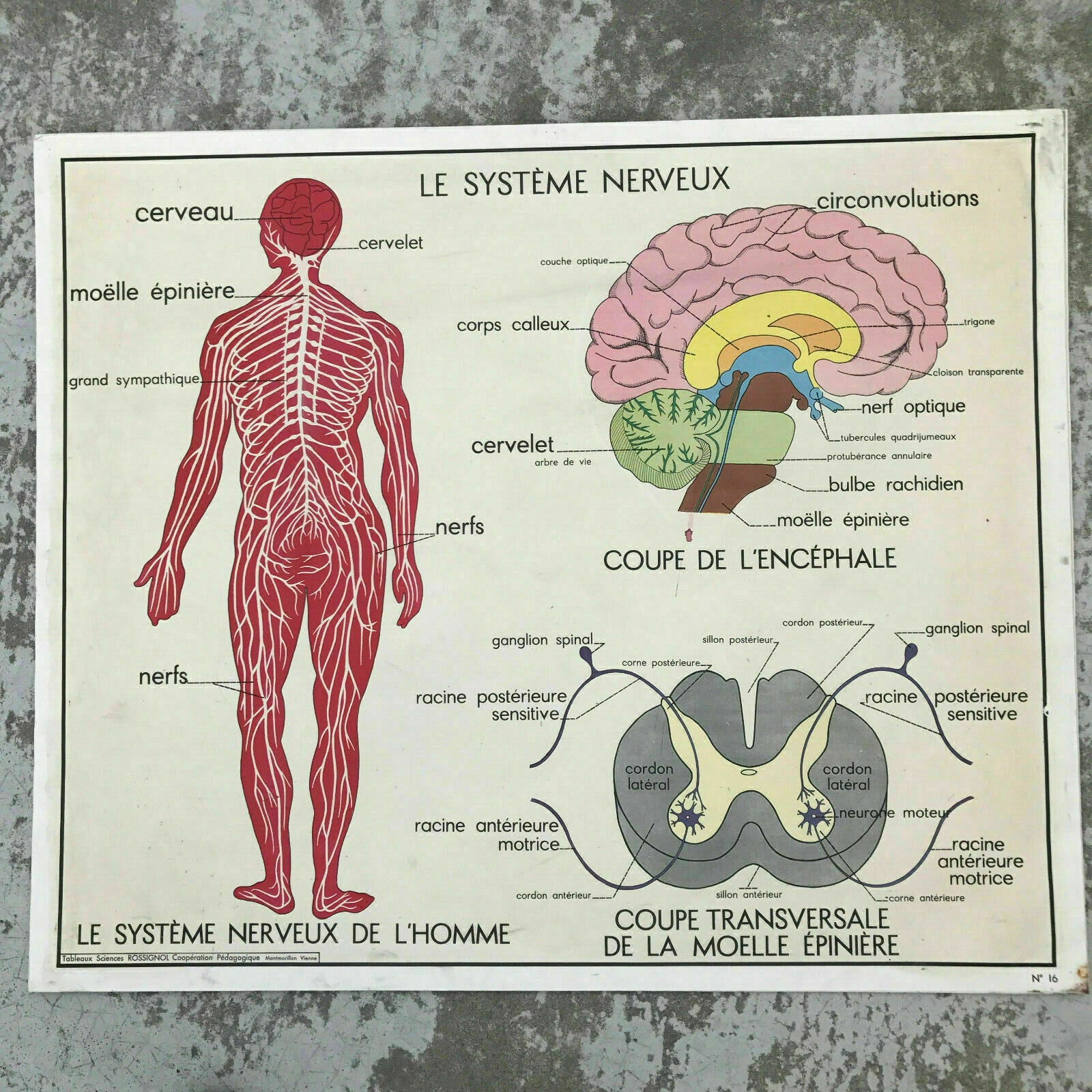 ROSSIGNOL MDI French School Poster Lesson anatomy Two Sides 1960's MUSCLE1612195 - Fleamarketfrance