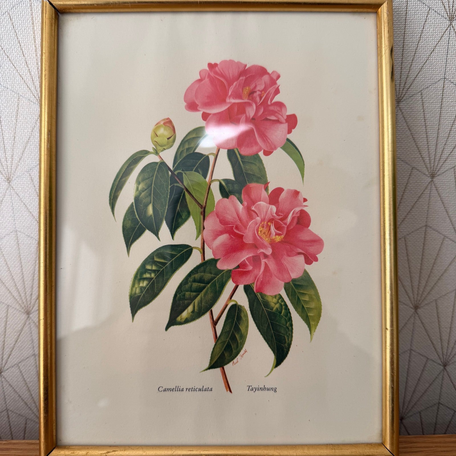 French Botanical Print Pink Camellia Gold Frame Vintage Art 2409256 Fleamarketfrance : French vintage and antique decor