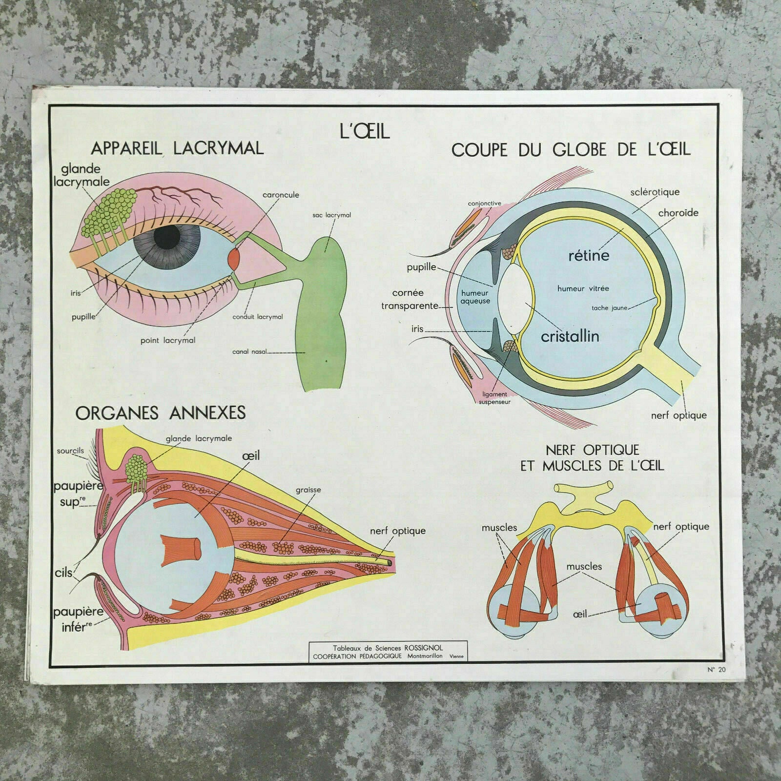 Vintage French Anatomy Poster Double Sided School Educational Chart 1612193 Fleamarketfrance