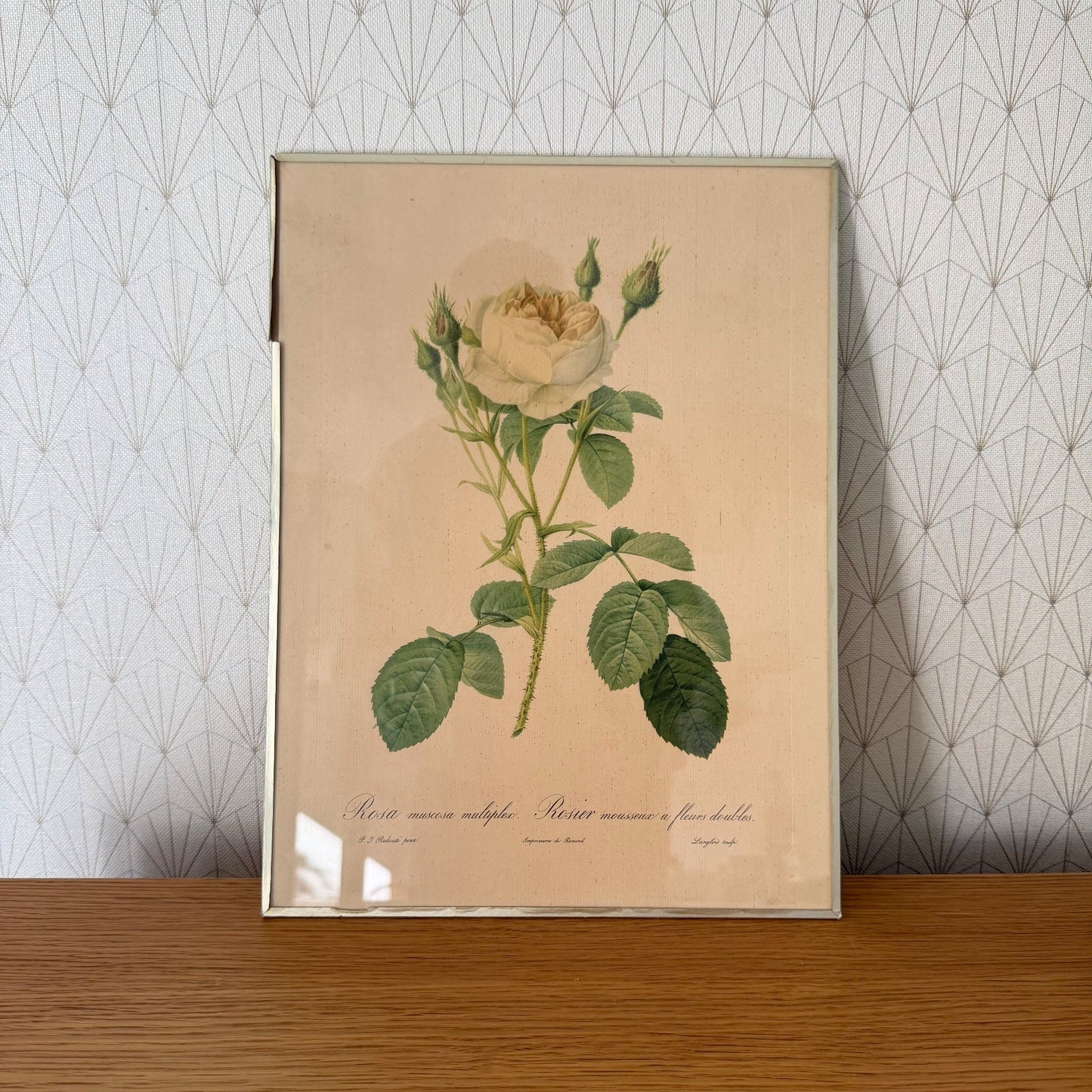 French Botanical Print Rosa Muscosa Rose Redoute Framed Lithograph 1012254 no brand