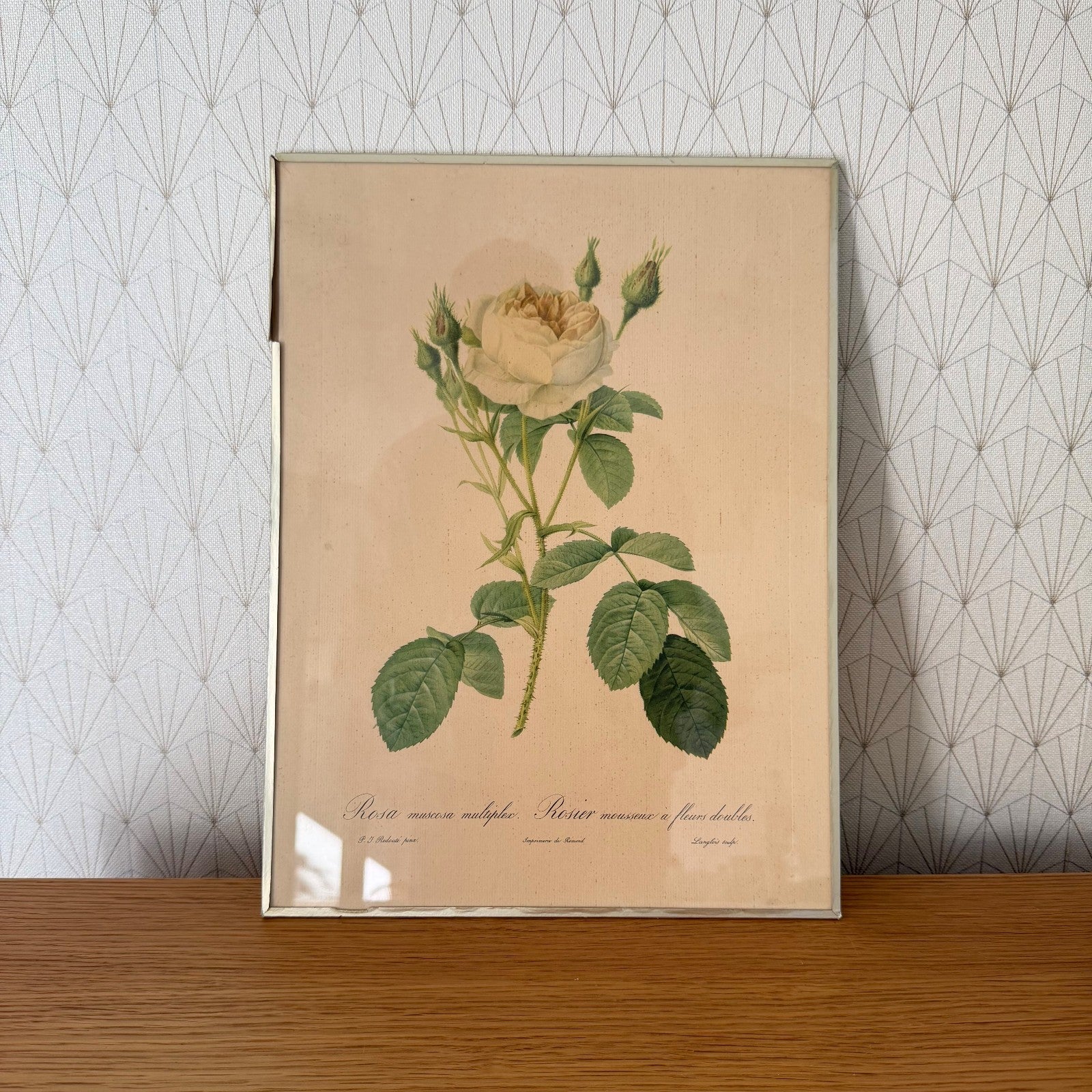 French Botanical Print Rosa Muscosa Rose Redoute Framed Lithograph 1012254 no brand