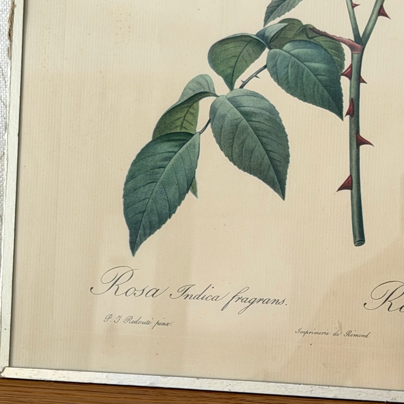 French Botanical Print Rosa Indica Fragrans Redoute Rose Vintage 1012252 no brand