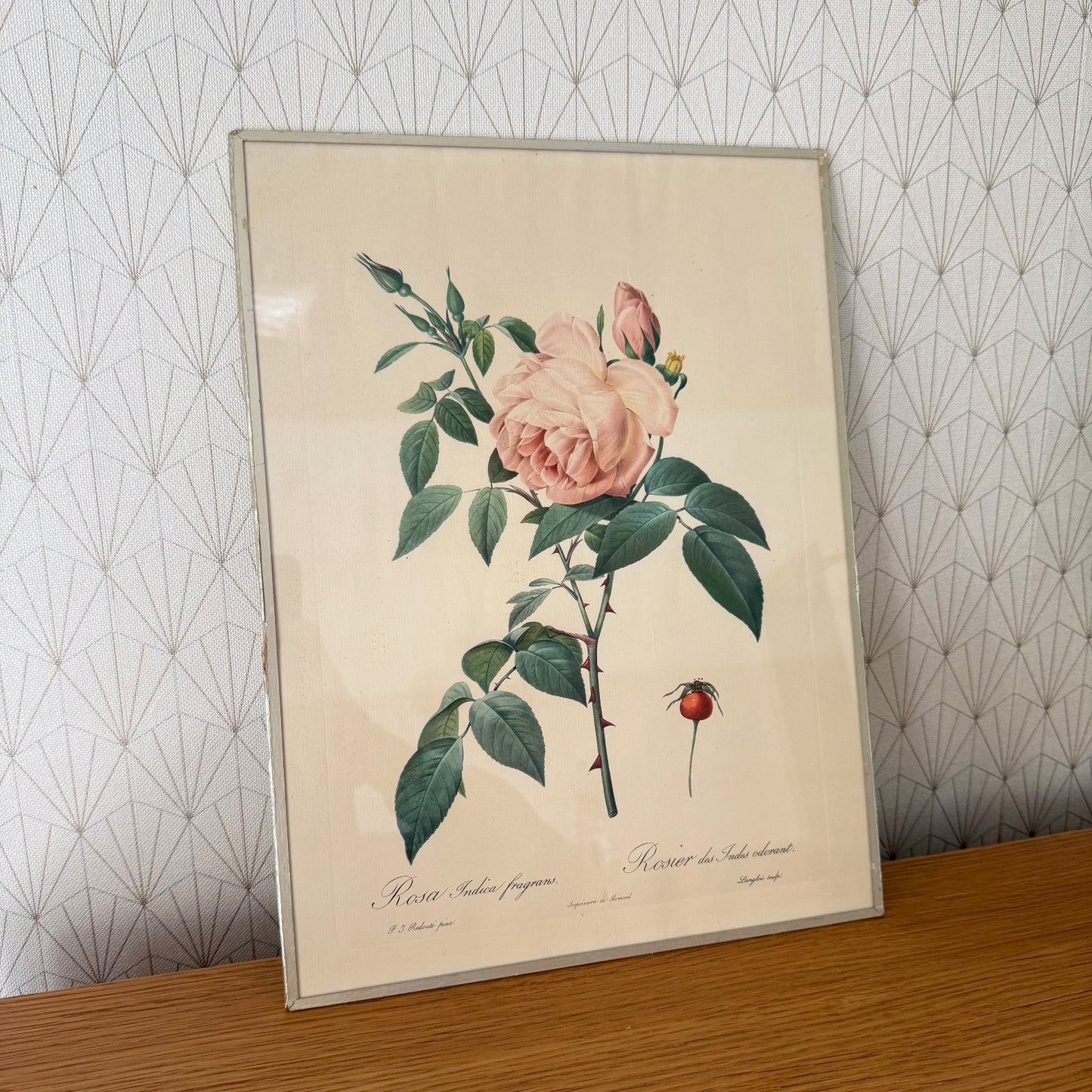 French Botanical Print Rosa Indica Fragrans Redoute Rose Vintage 1012252 no brand