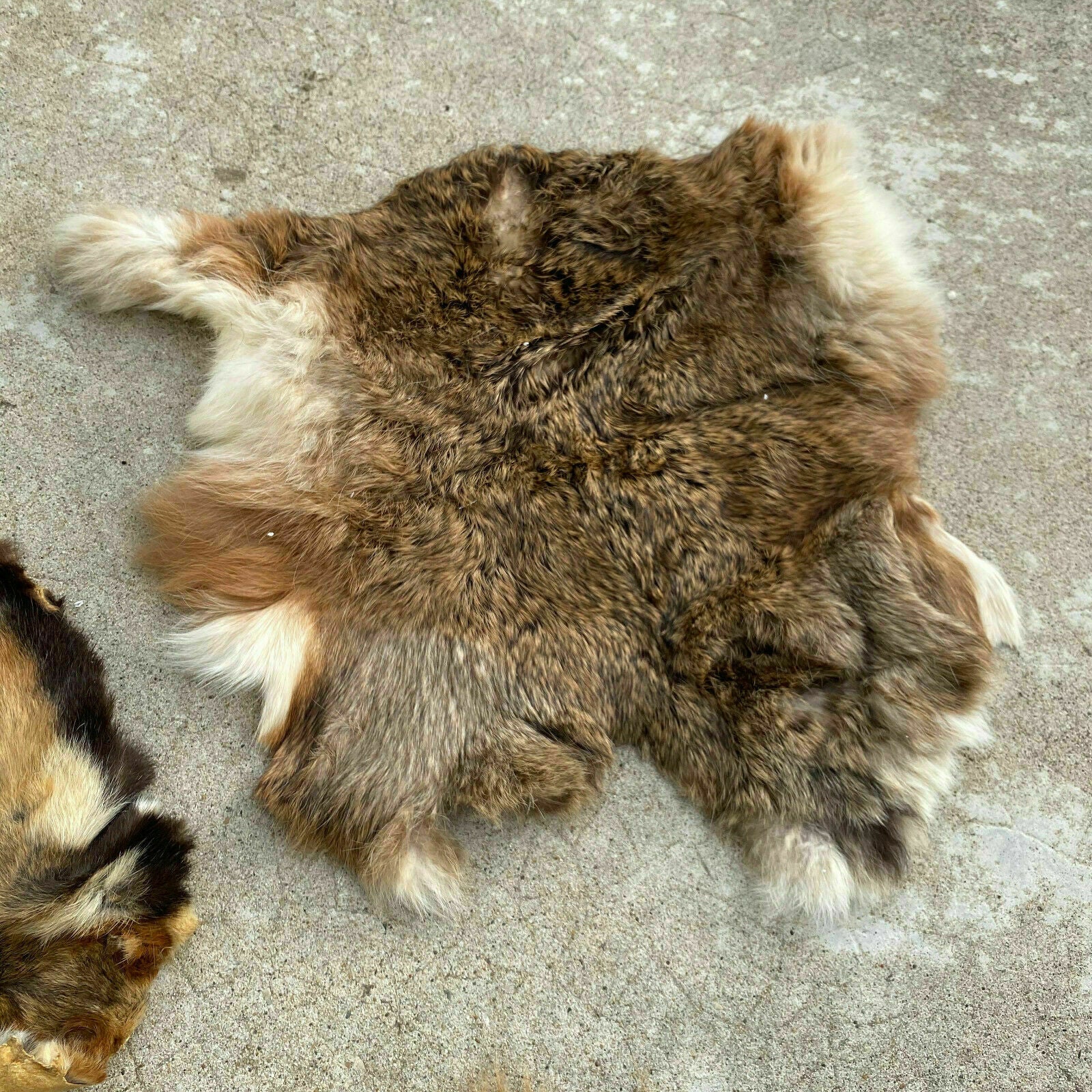 French Vintage Fur Pelts Rabbit Guinea Pig Taxidermy Skins 26032014 Fleamarketfrance