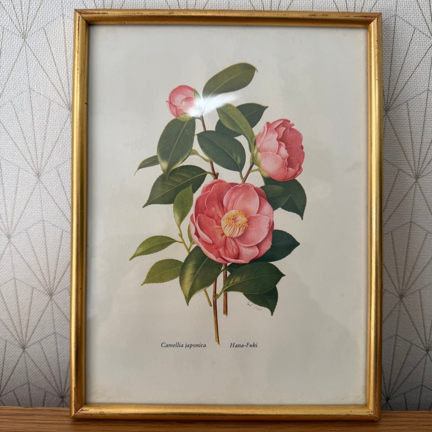 French Botanical Print Camellia Japonica Gold Framed Vintage Artwork 2409257 Fleamarketfrance : French vintage and antique decor