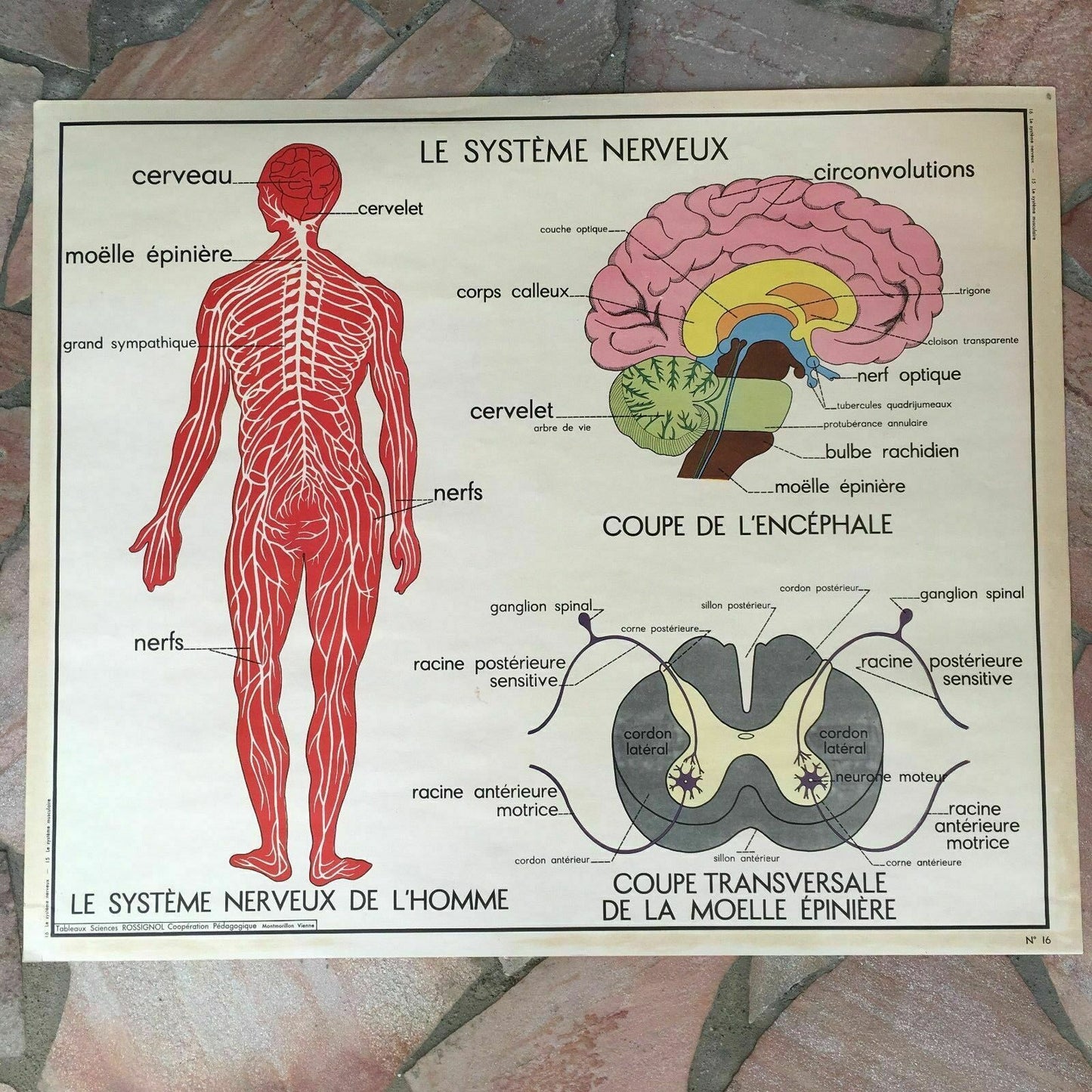 ROSSIGNOL MDI Vintage French School Poster biology Two Sides 1960's 19 muscles - Fleamarketfrance