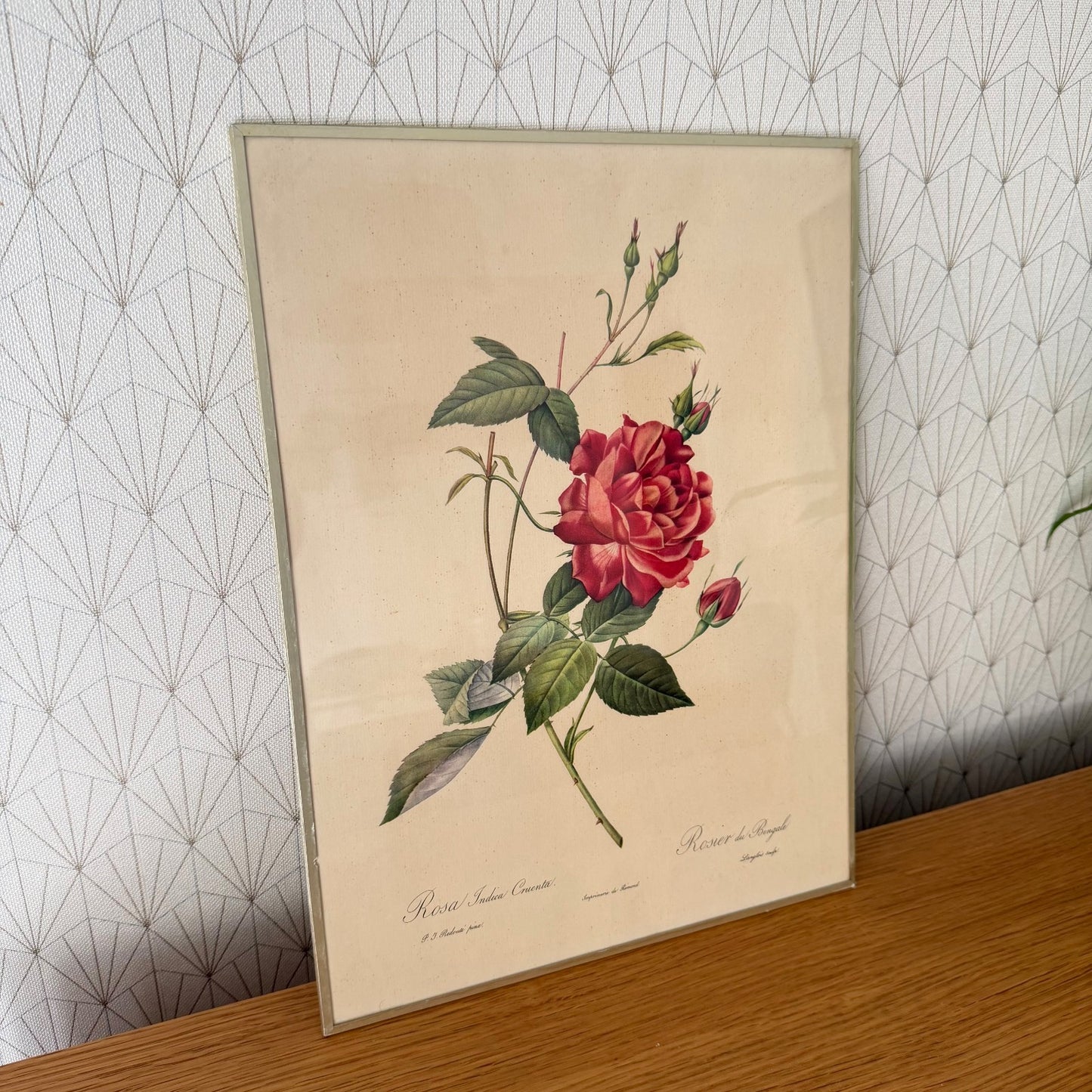 French Botanical Print Rose Redoute Style Lithograph Framed Vintage 1012253 no brand