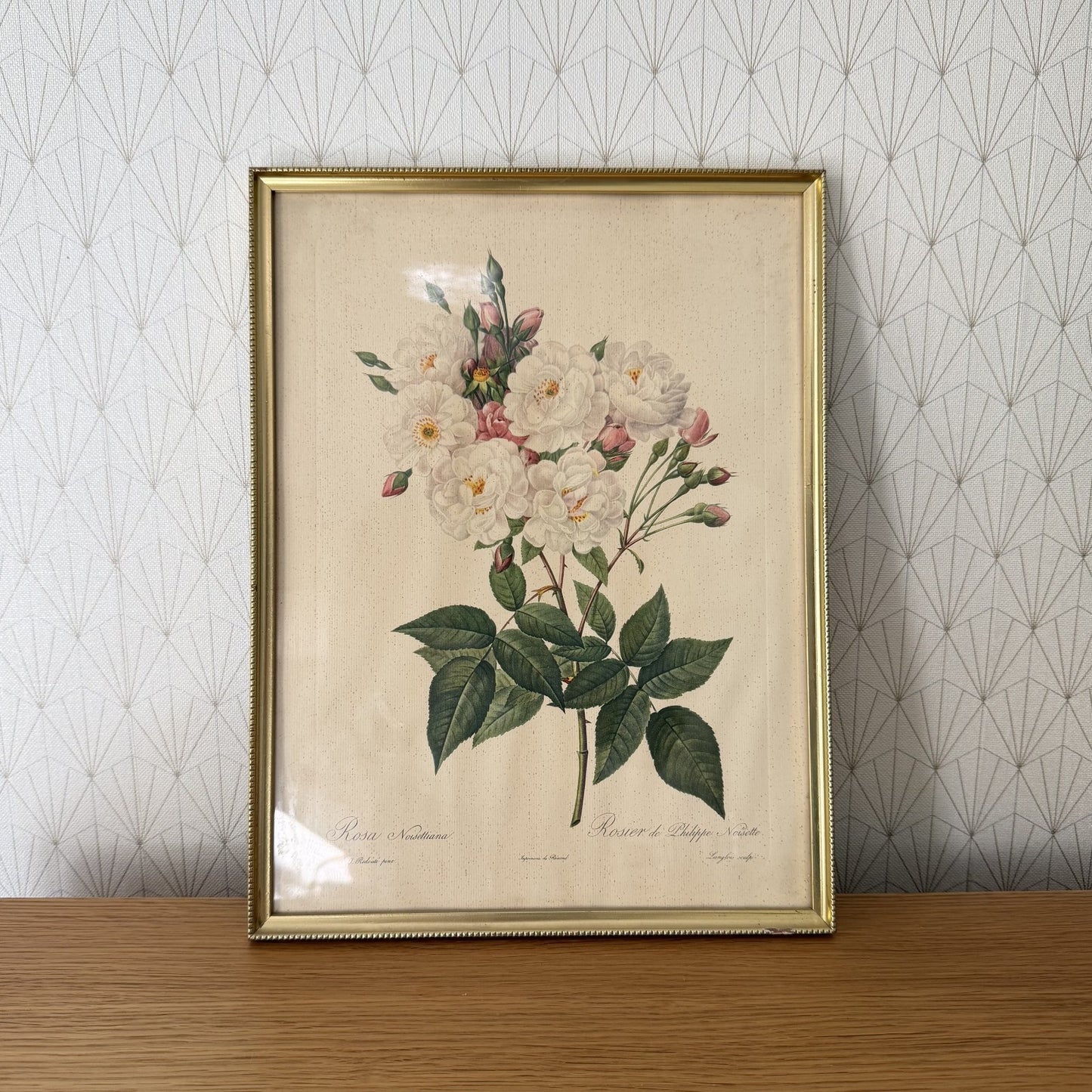 French Botanical Print Rosa Noisettiana Redoute Style Lithograph 1012251 no brand