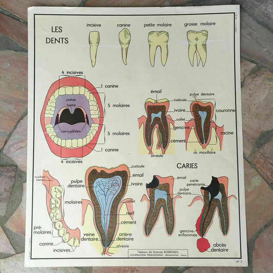 ROSSIGNOL Vintage French School Poster anatomy Two Sides TEETH 03021815 - Fleamarketfrance