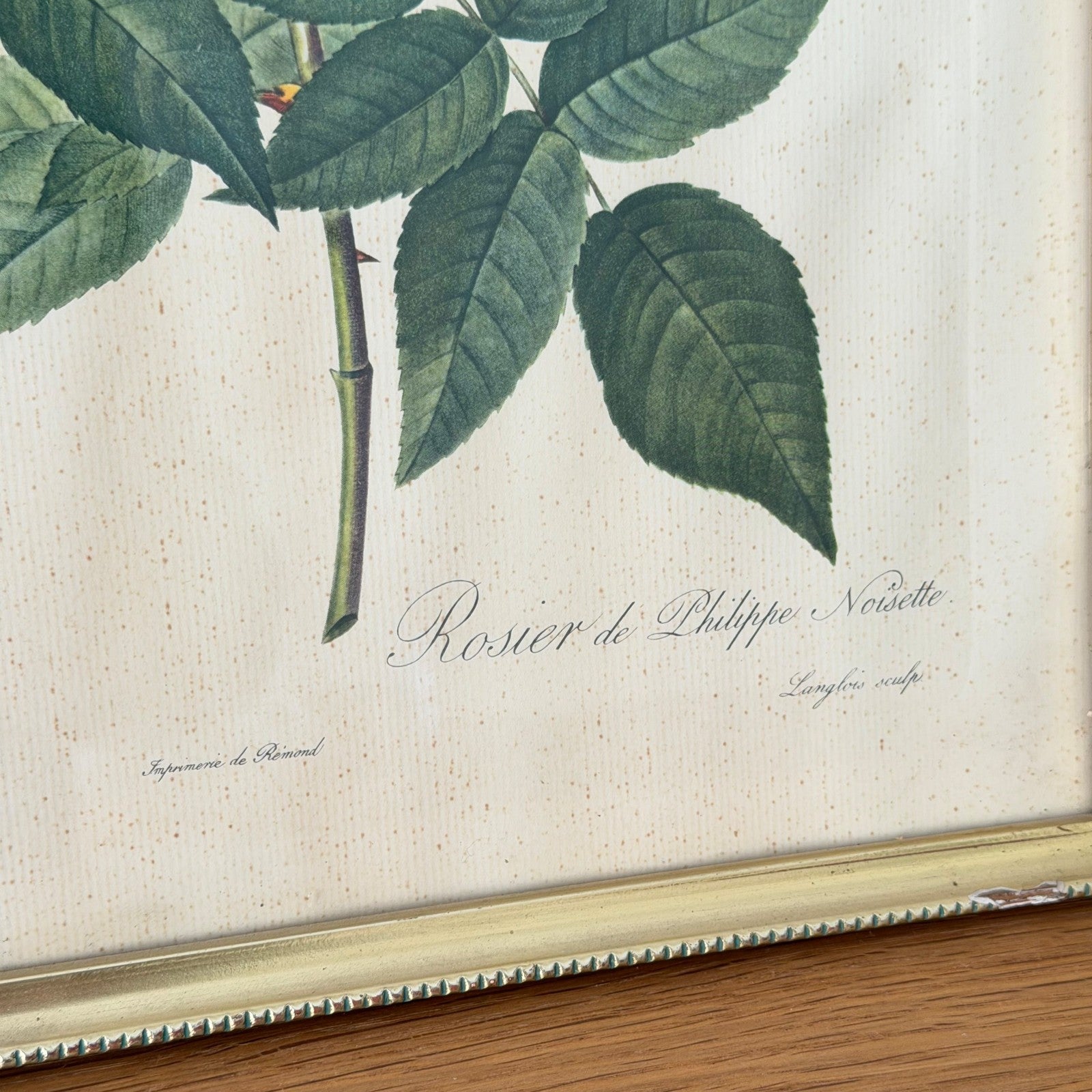 French Botanical Print Rosa Noisettiana Redoute Style Lithograph 1012251 no brand