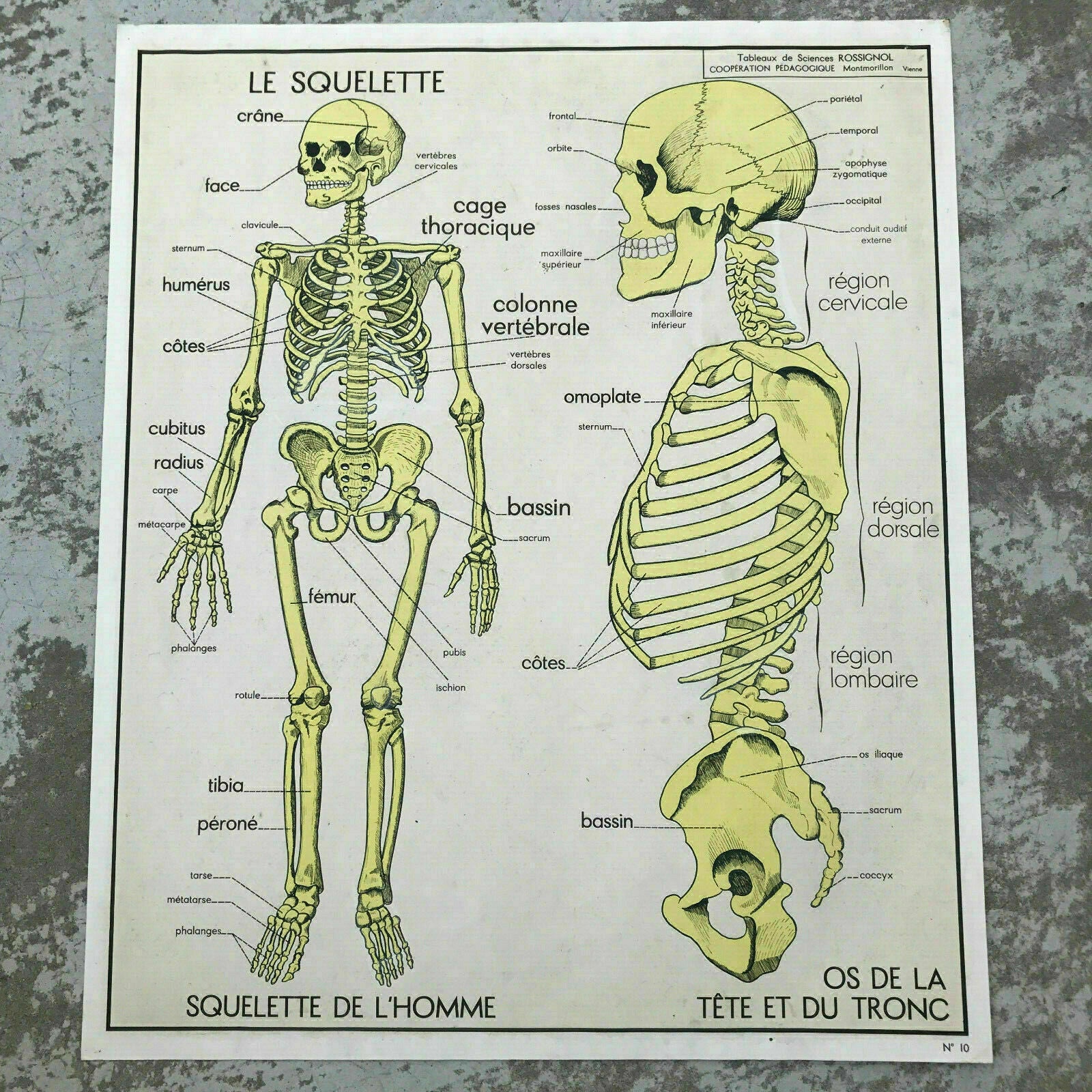 ROSSIGNOL MDI French School Lesson anatomy Two Sides 1960's SKELETON 1812197 - Fleamarketfrance