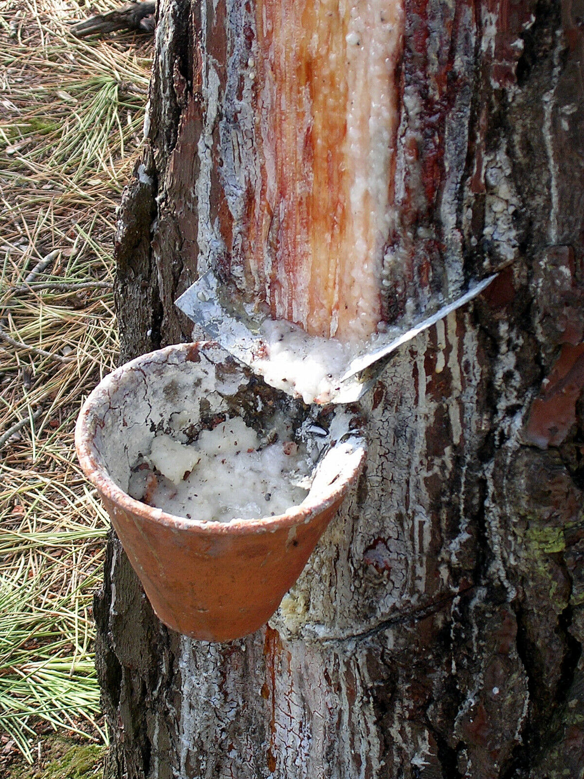 Antique French resin collecting pot from Tree 10032218 - Fleamarketfrance