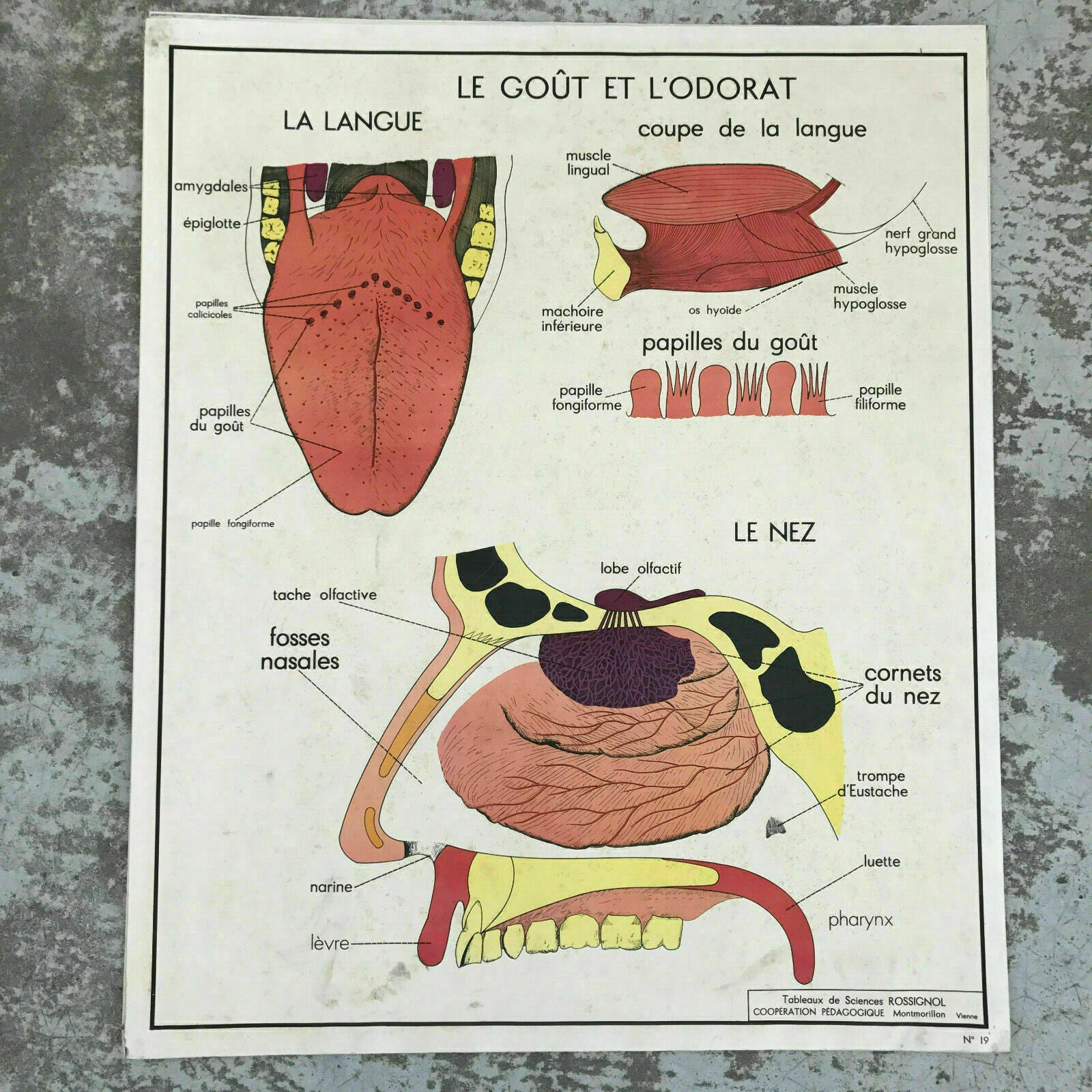 ROSSIGNOL MDI French School Poster Lesson anatomy Two Sides 1960's EYES 1612193 - Fleamarketfrance