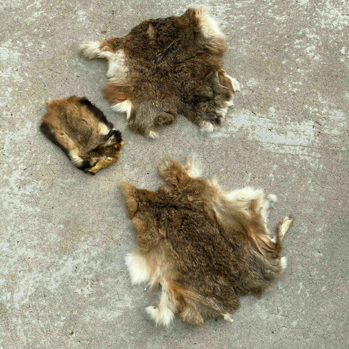 French Vintage Fur Pelts Rabbit Guinea Pig Taxidermy Skins 26032014 Fleamarketfrance