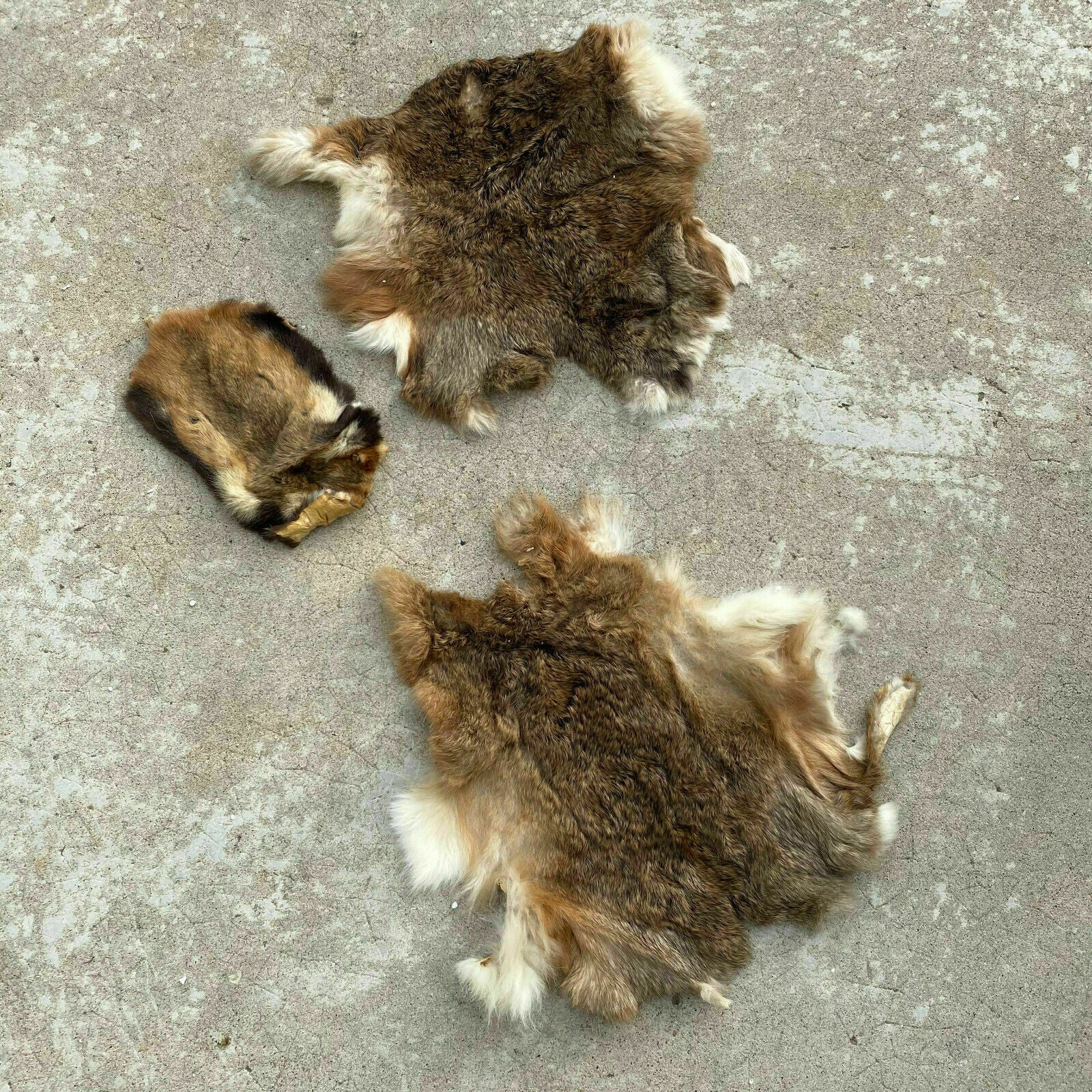 French Vintage Fur Pelts Rabbit Guinea Pig Taxidermy Skins 26032014 Fleamarketfrance