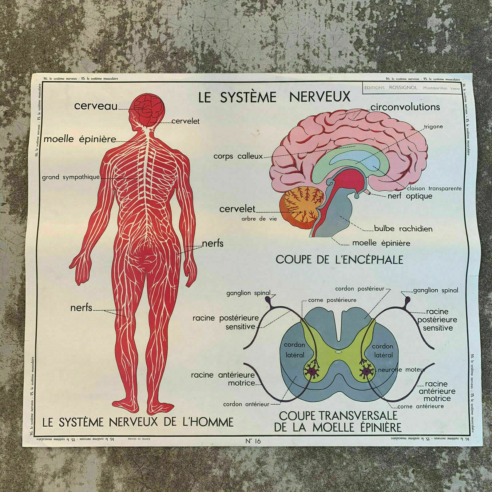 ROSSIGNOL MDI Vintage French School Poster anatomy Two Sides MUSCLES 1907199 - Fleamarketfrance