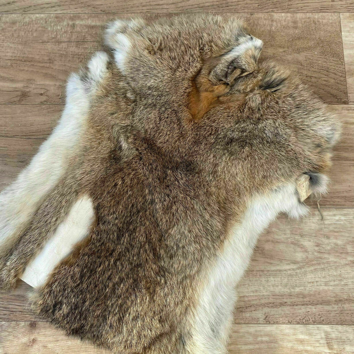 French Taxidermy Pelt Vintage Animal Hide Fur Natural 21x13 16062119 Fleamarketfrance