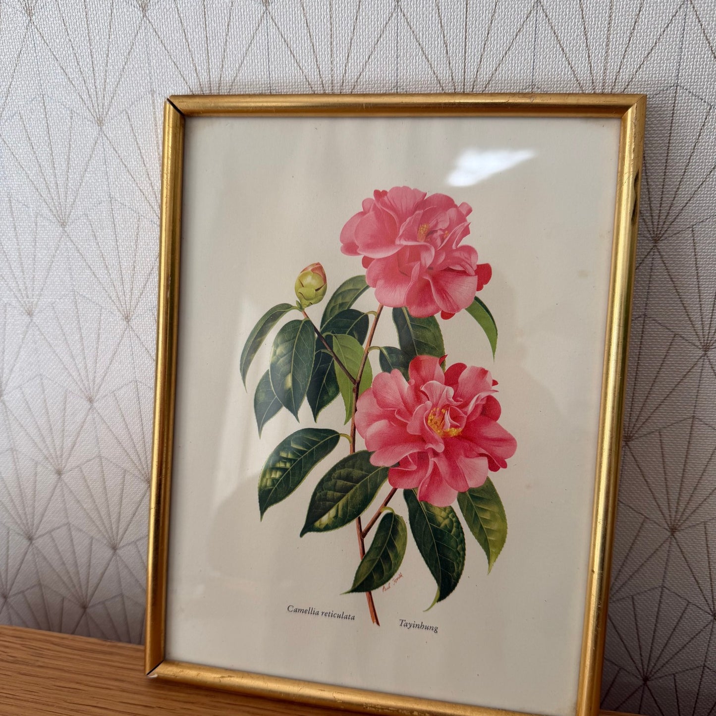 French Botanical Print Pink Camellia Gold Frame Vintage Art 2409256 Fleamarketfrance : French vintage and antique decor