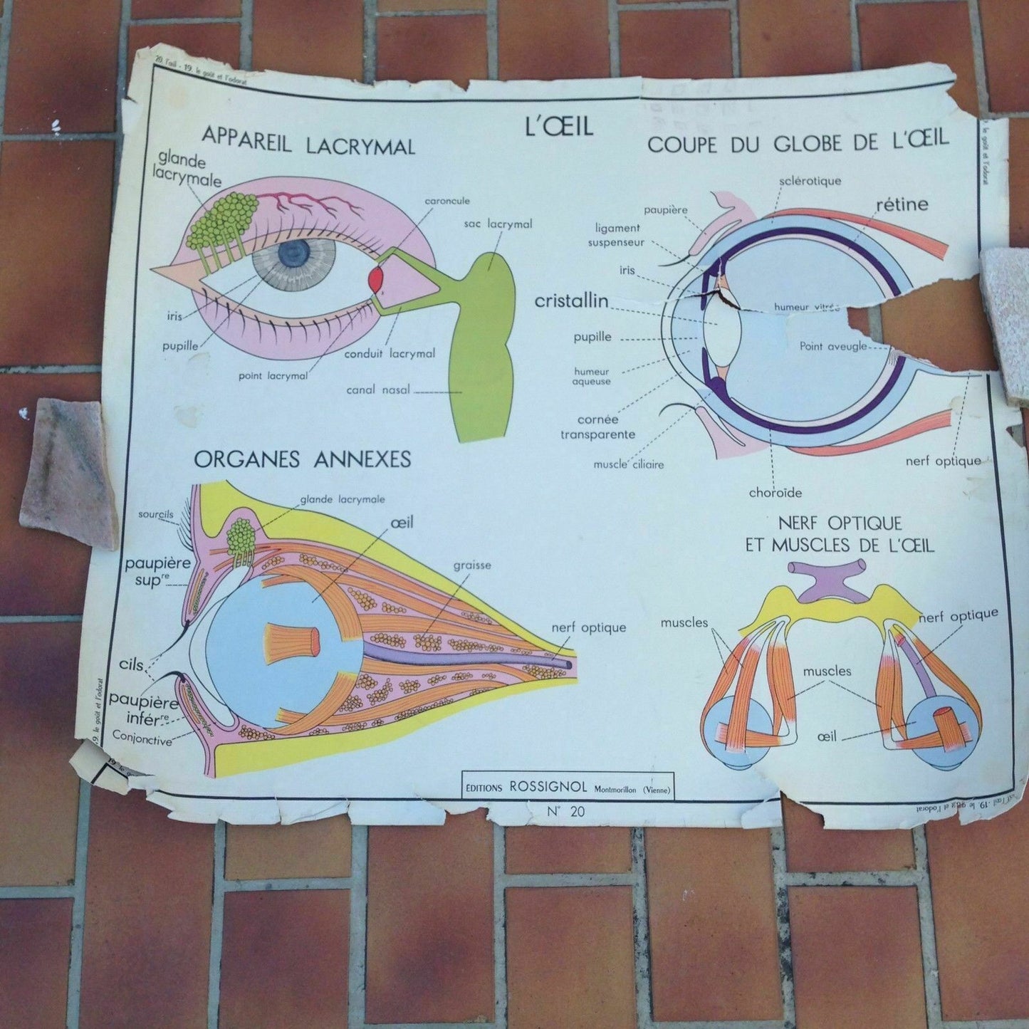 French School Anatomy Poster Vintage Rossignol Double-Sided 1950s-60s 14 Fleamarketfrance