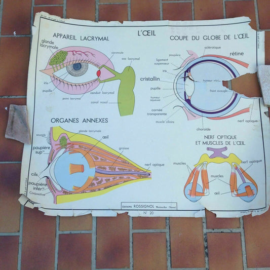 French School Anatomy Poster Vintage Rossignol Double-Sided 1950s-60s 14 Fleamarketfrance