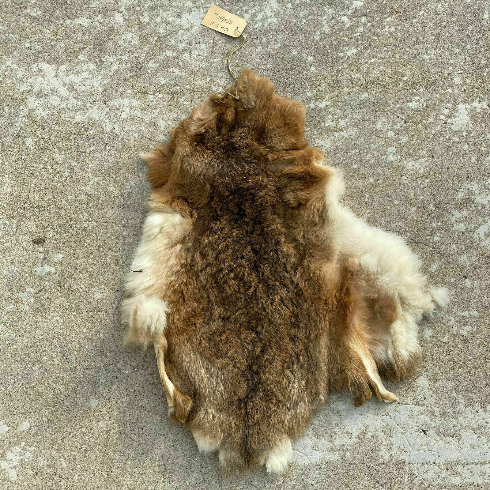 French Taxidermy animal Fur pelts Skin leather 2603208 - Fleamarketfrance