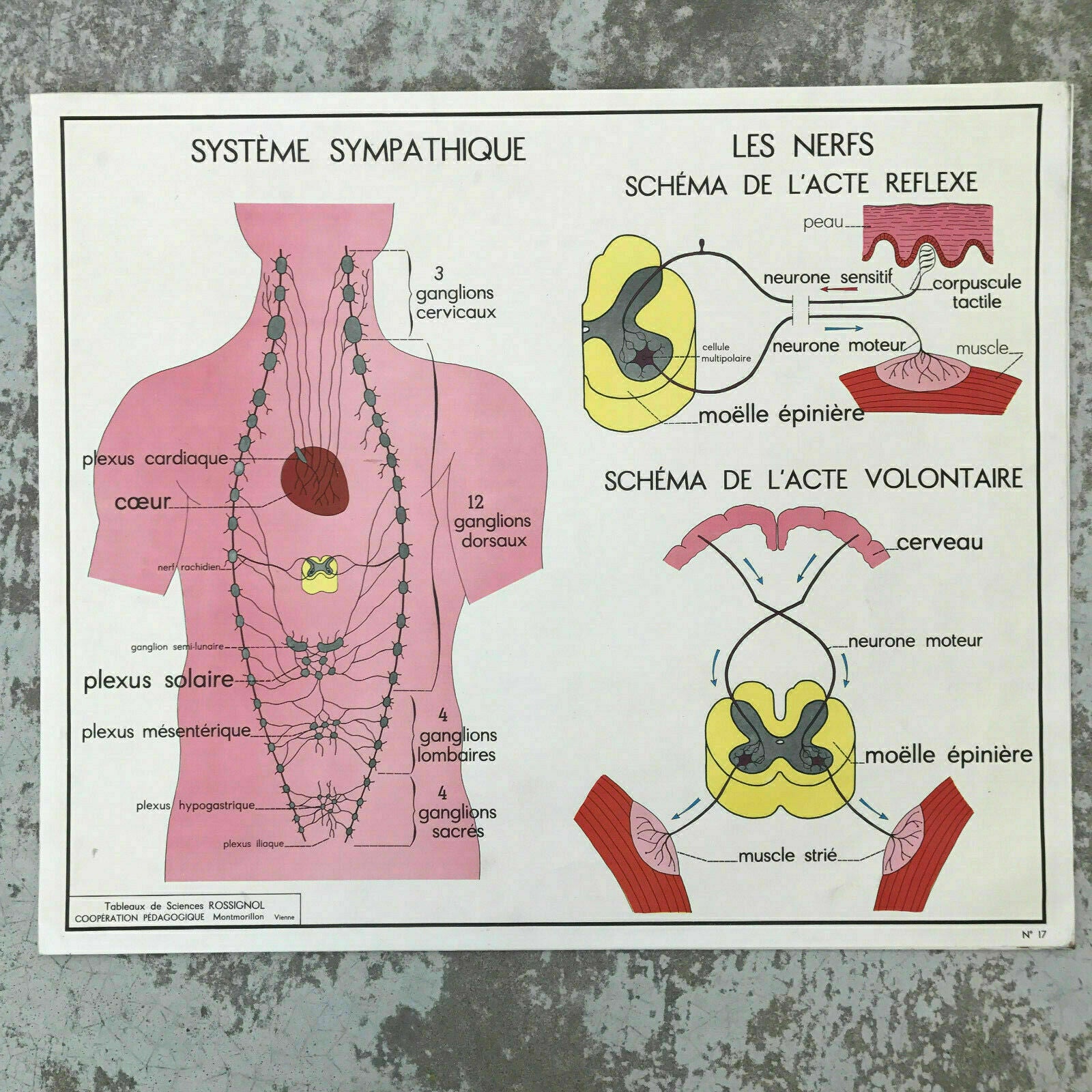 ROSSIGNOL MDI French School Poster Lesson anatomy Two Sides 1960's Skin 1612194 - Fleamarketfrance