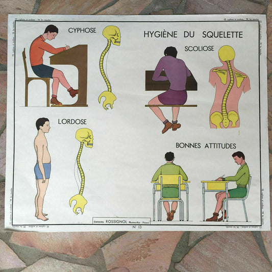 Vintage French School Poster Anatomy Muscles Double-Sided MDI 1960s 03021810 Fleamarketfrance