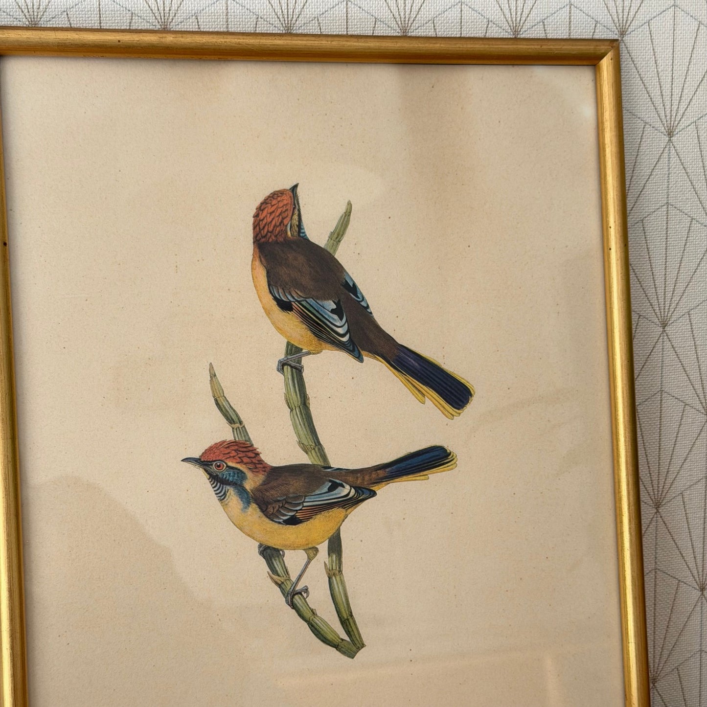 LOVELY VINTAGE ART LITHOGRAPHY BIRDS FRAMED 20102510 Fleamarketfrance