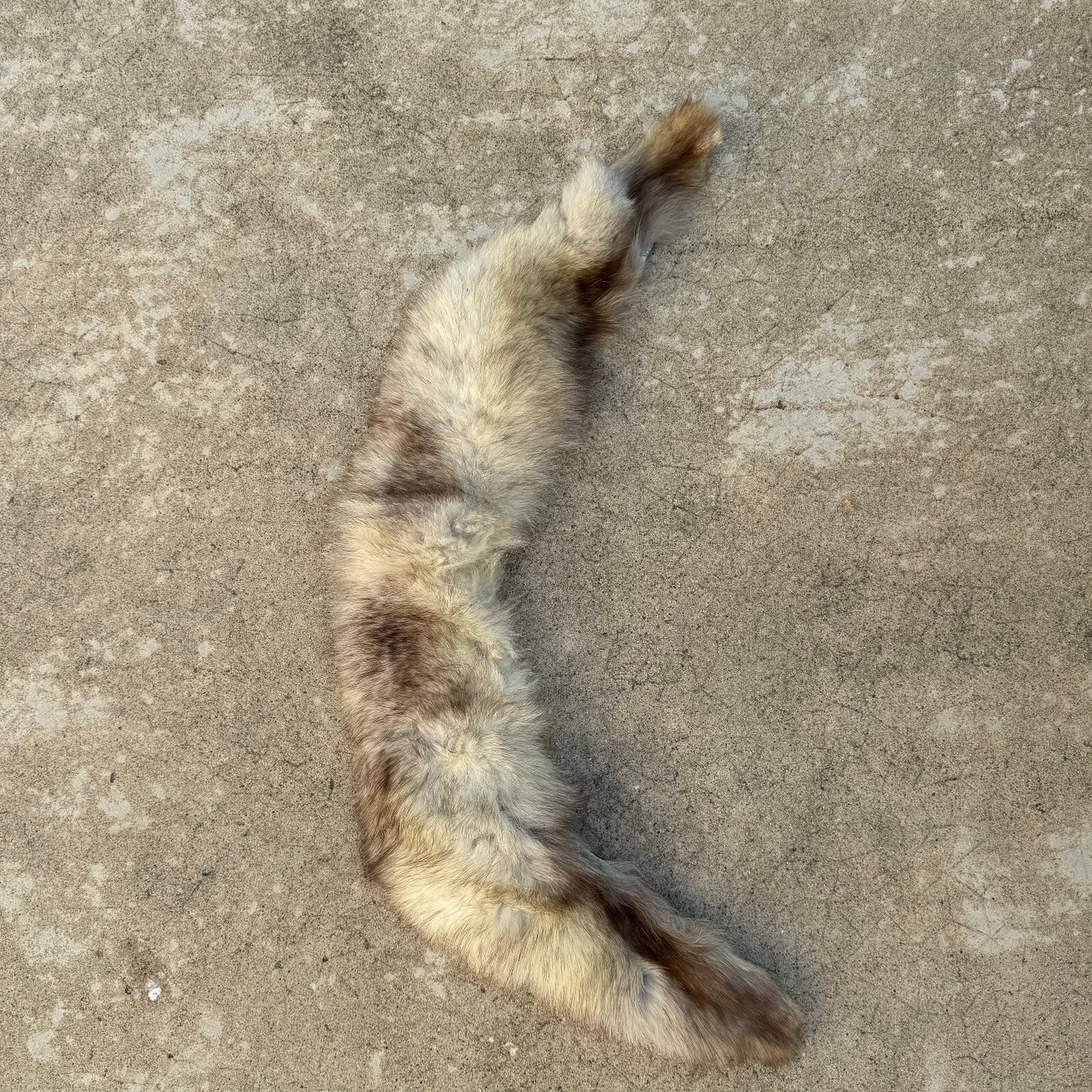 Vintage Fox Fur Pelt French Taxidermy Hide 77cm Leather Antique 02082414 Fleamarketfrance