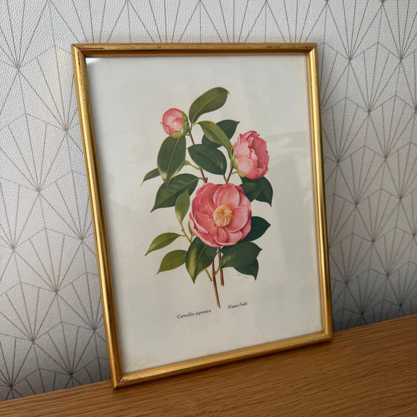 French Botanical Print Camellia Japonica Gold Framed Vintage Artwork 2409257 Fleamarketfrance : French vintage and antique decor